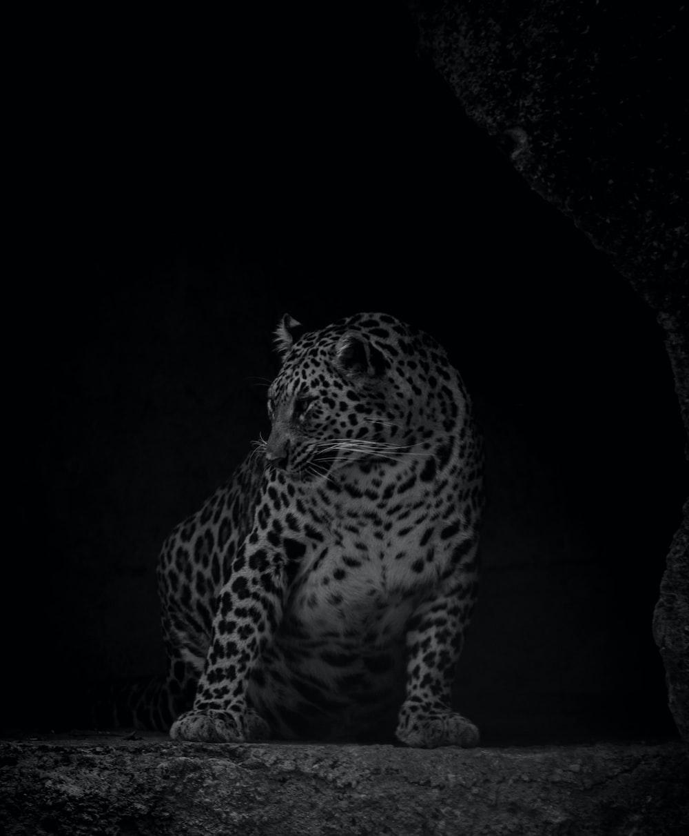 1000x1212 leopard on black cave during night time photo