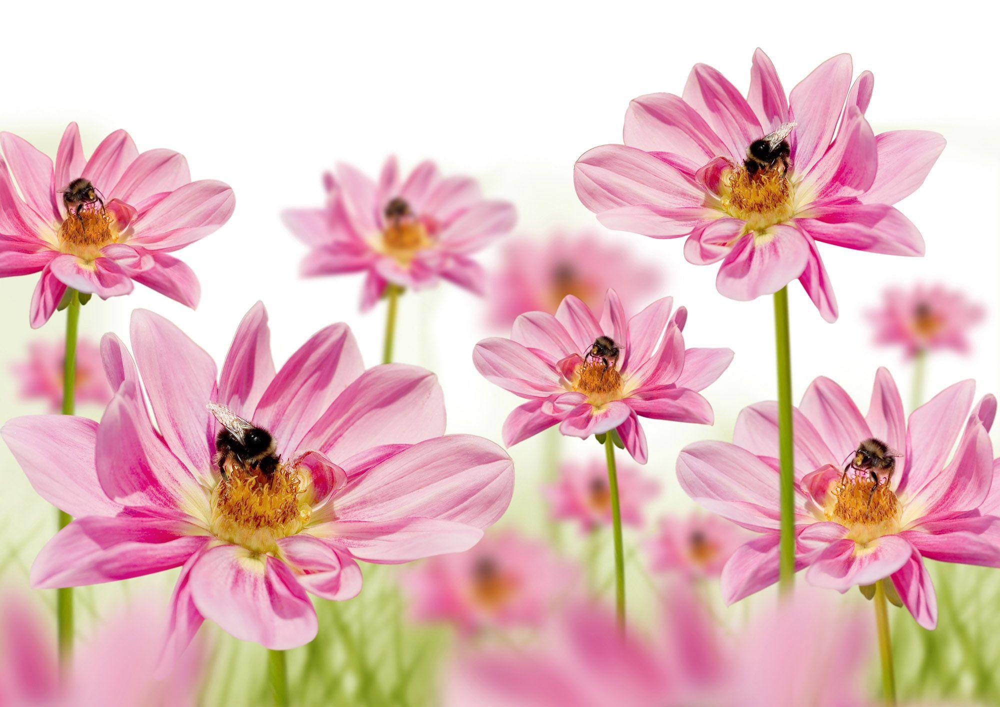 2000x1414 High Resolution Photo Flowers 26908