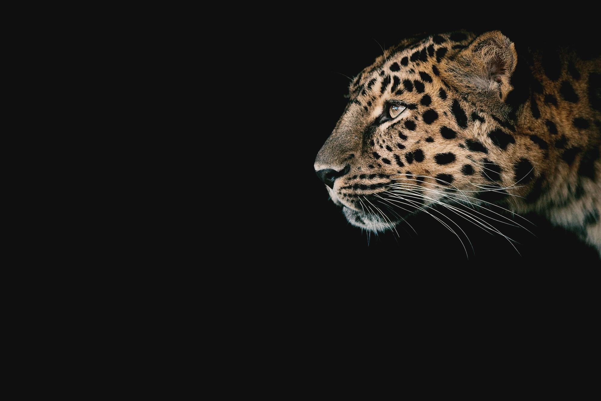 2000x1334 minimalism, black background, cheetah Gallery HD Wallpaper