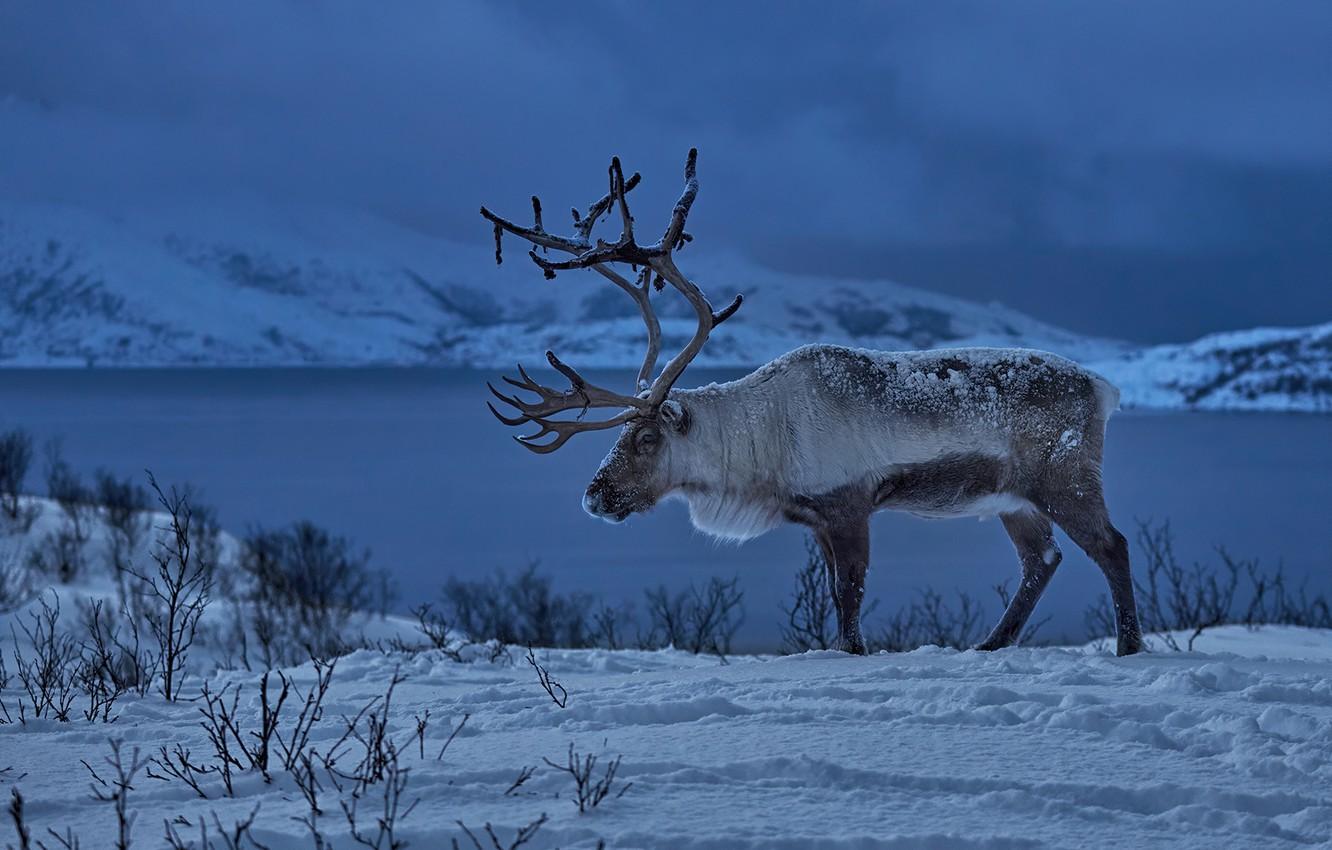 1332x850 Wallpaper winter, snow, deer, Norway, horns, Reindeer image for desktop, section животные
