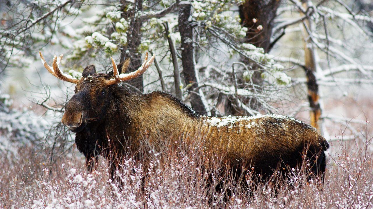 1280x720 Wallpaper elk, forest, winter, old, walk hd, picture, image