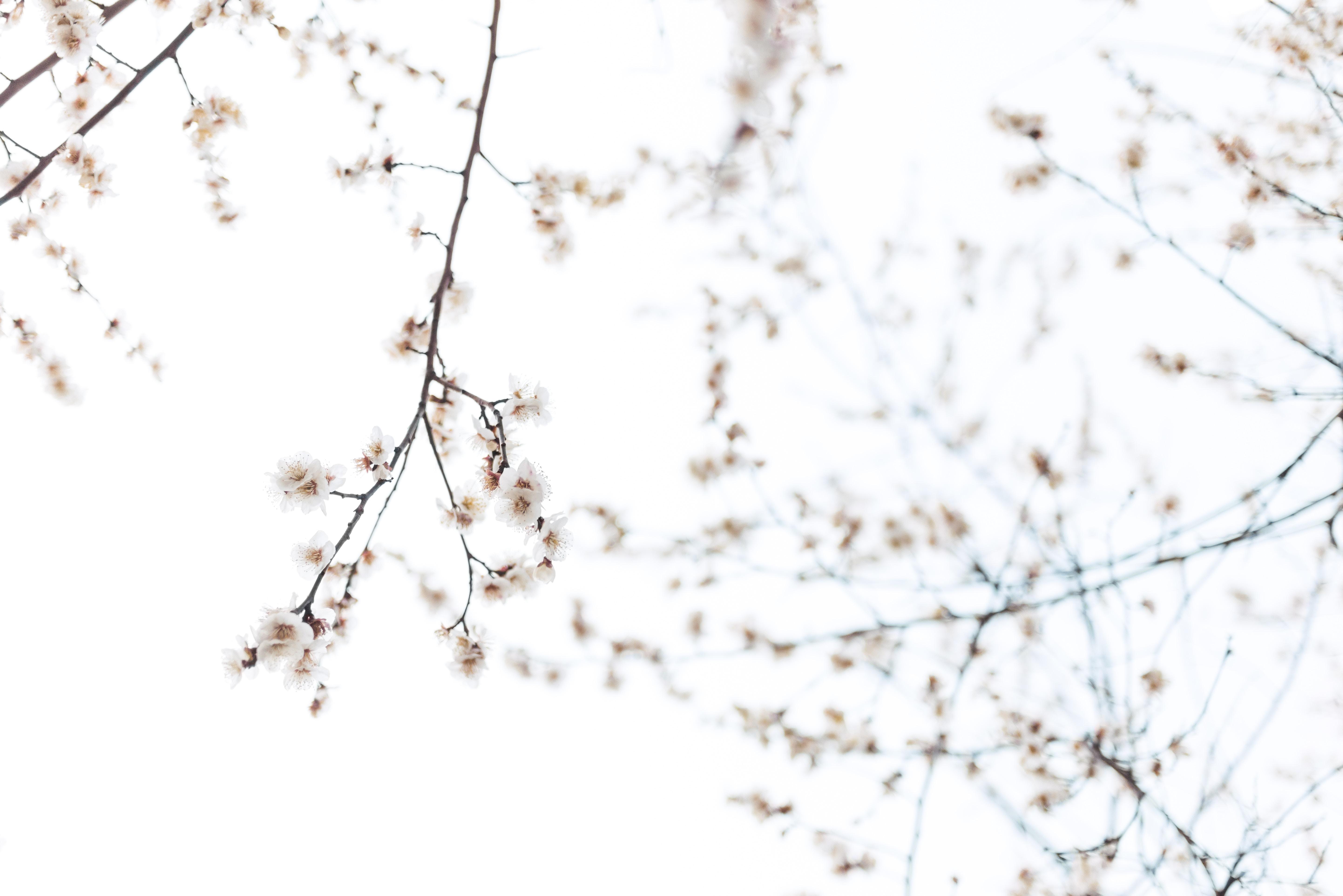 5769x3851 6016x4016 pink flower, plum, japaneseplum, wallpaper, plant, tree, red, flower, zen, garden, pink, Free , depth of field, red flower, nature, japanese plum, redplum, dark background, outdoors, ume