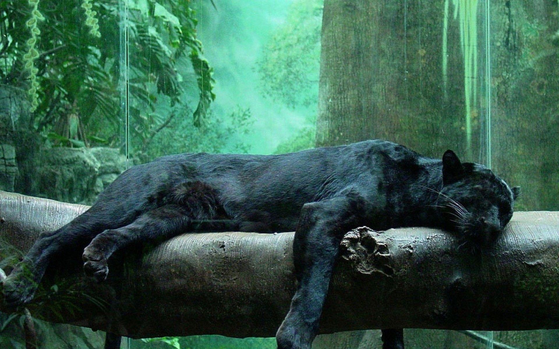 Hình ảnh chất lượng Full HD 1920x1200 Black Panther, Hình nền Black Panther