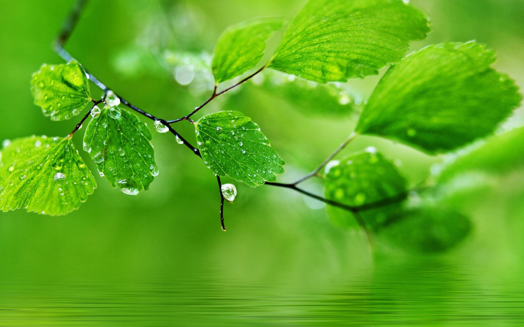 Earthy Green Wallpapers - Top Free Earthy Green Backgrounds