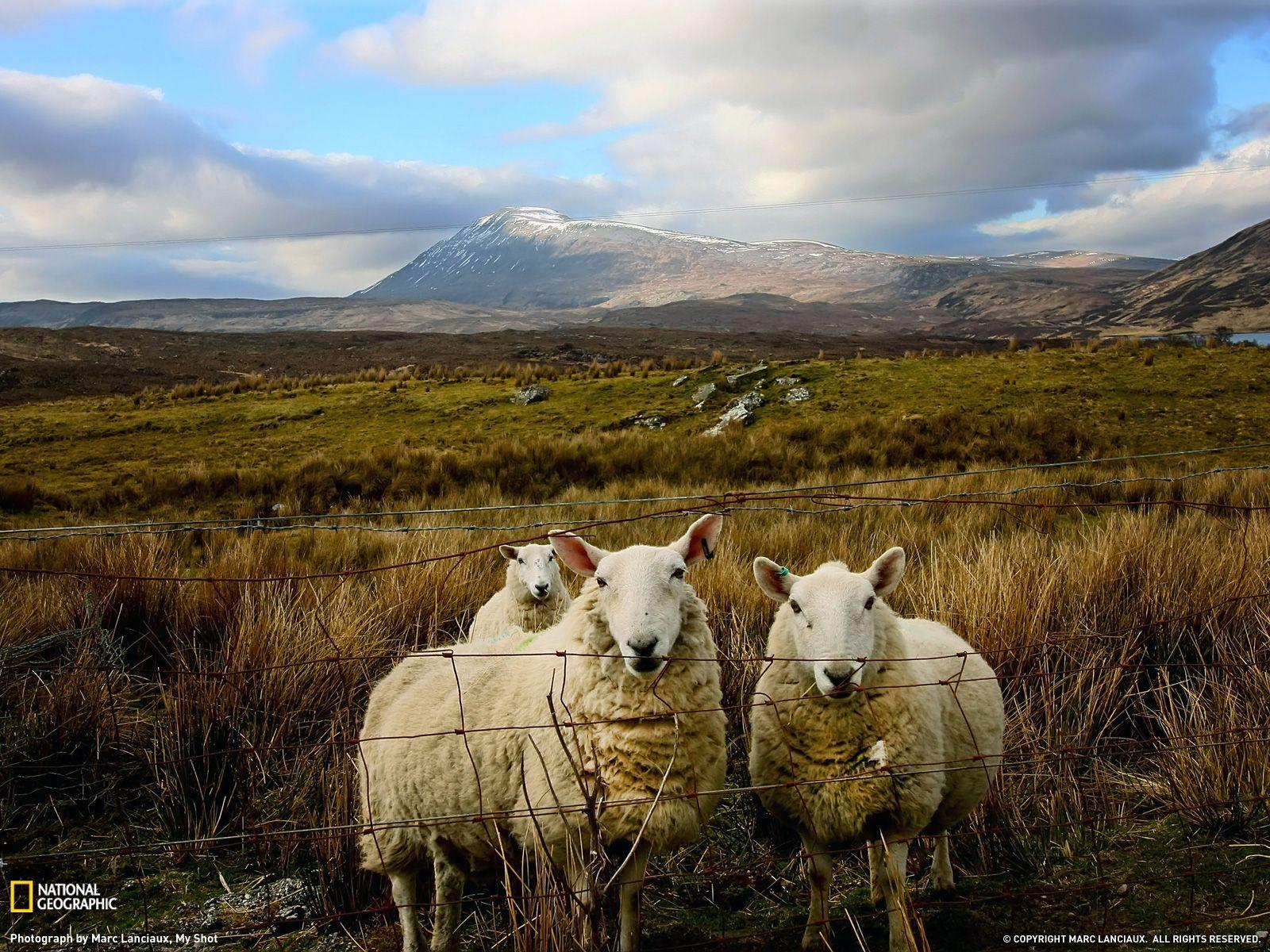 1600x1200 Free Scottish Wallpaper. Scotland Wallpaper National Geographic