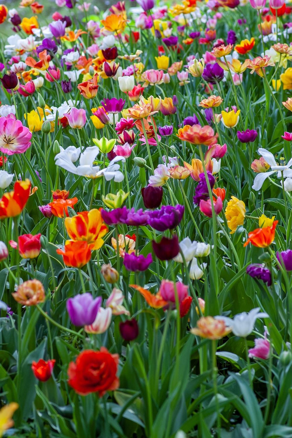 1000x1498 Flower Garden Picture. Download Free Image