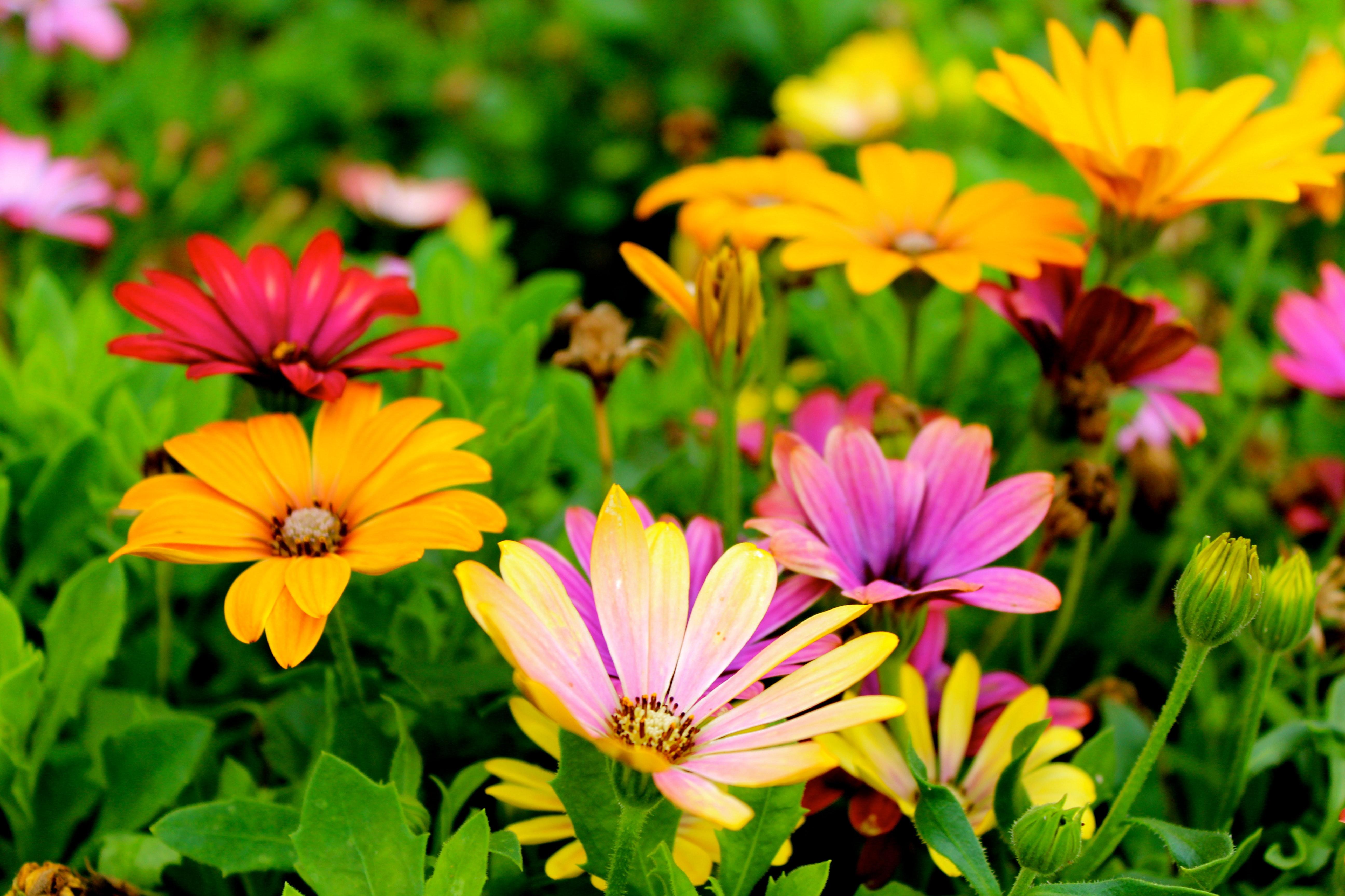 5184x3456 Best Garden Background & Image · 100% Free Download