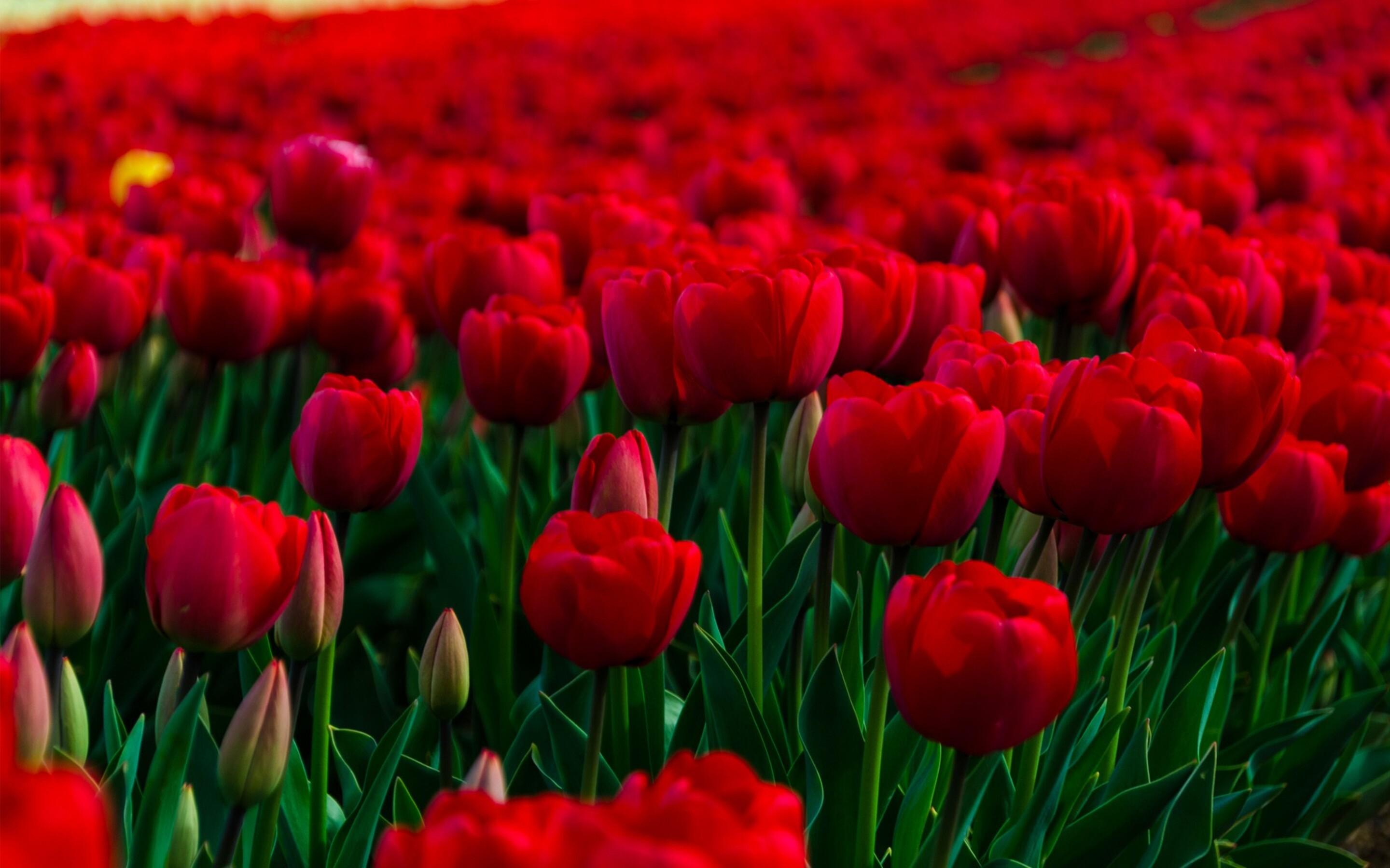 2880x1800 Rose Garden Macbook Pro Retina HD 4k Wallpaper, Image, Background, Photo and Picture