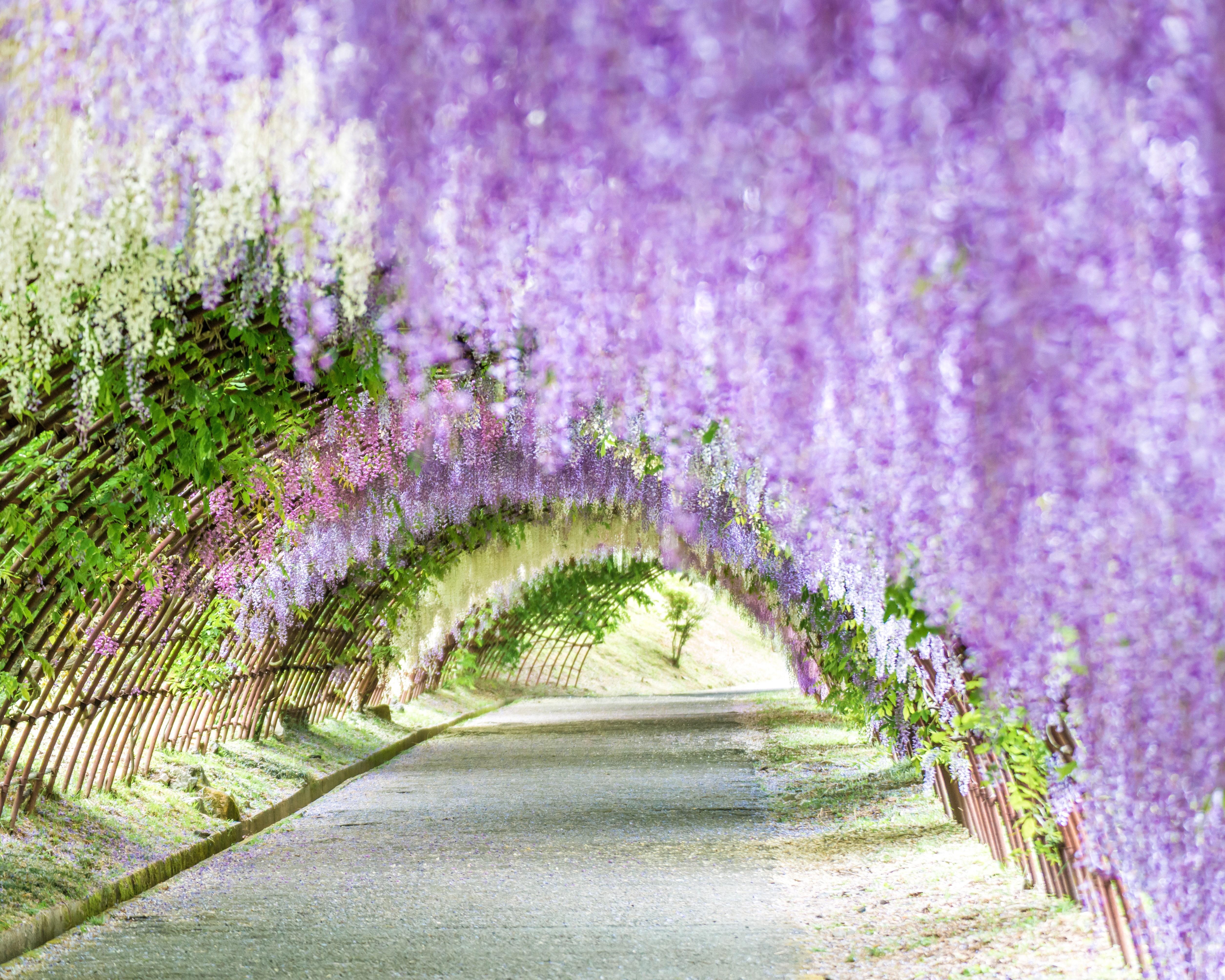 5020x4016 Spring Flower Picture from Around the World. Condé Nast Traveler