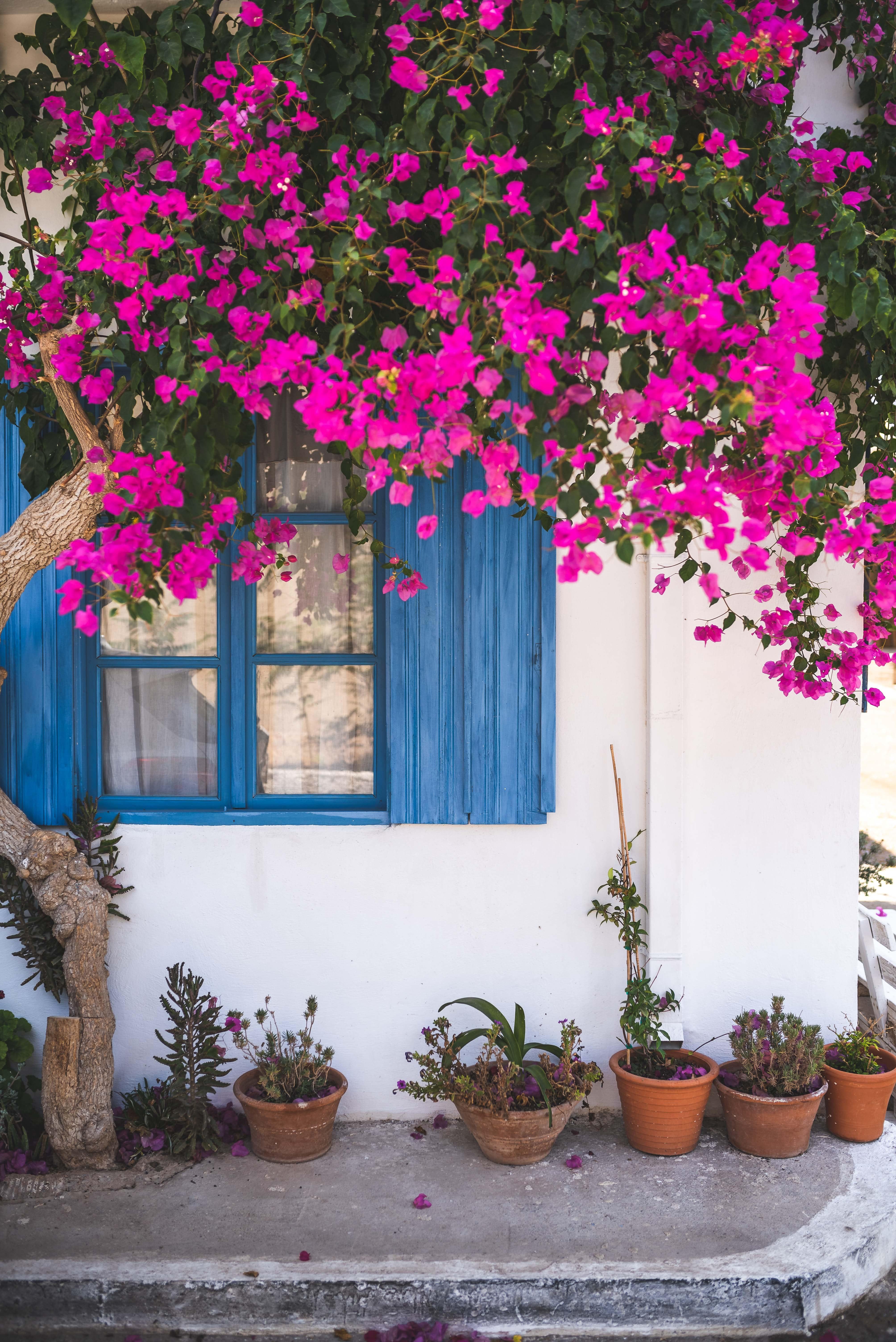 4016x6016 Best Garden Background & Image · 100% Free Download