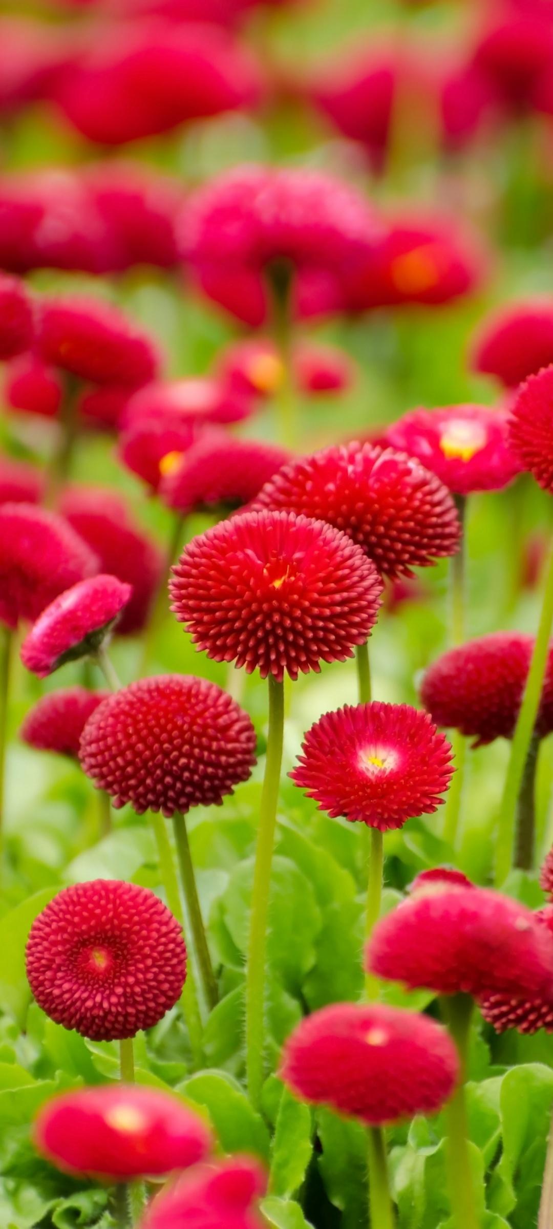 1080x2400 Red flowers Wallpaper 4K, Blossom, Spring, Bloom, Flowers
