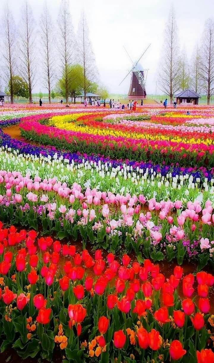 720x1224 Flowersandflowerthings. Flowers And Plants. Most beautiful gardens, Beautiful flowers garden, Beautiful gardens