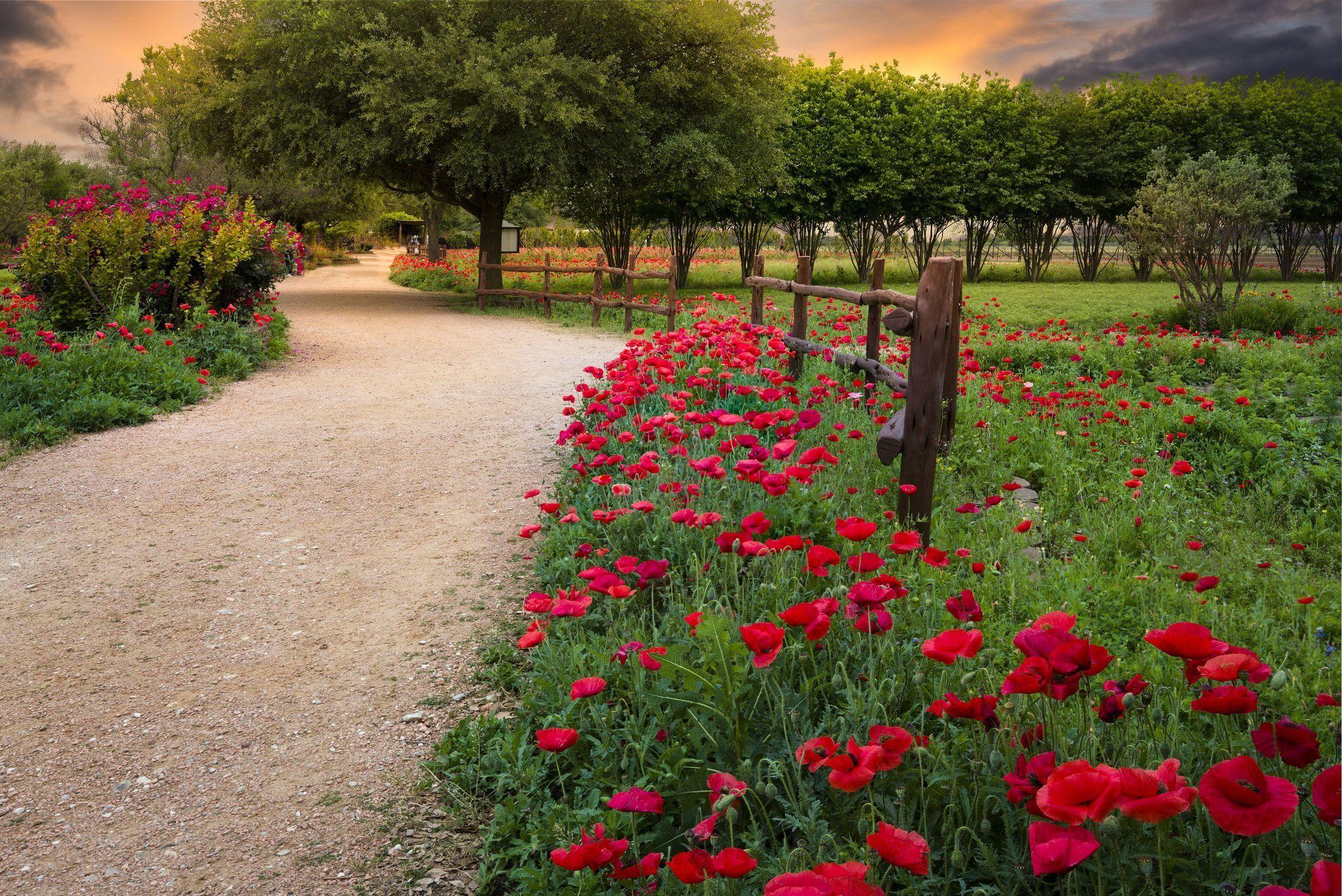 2119x1415 Best Red Flowers for Gardens Perennials and Annuals