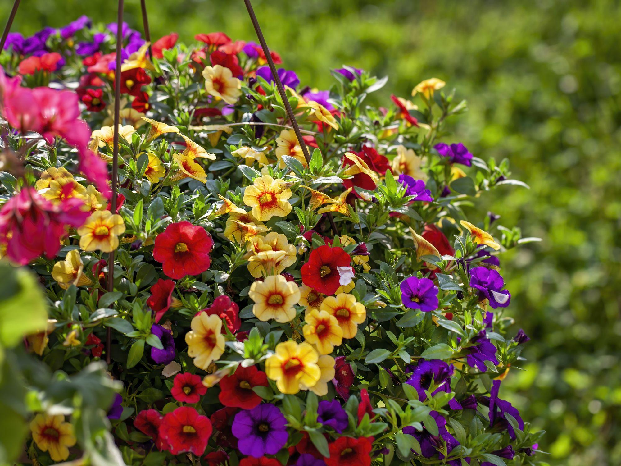 2000x1500 Best Summer Flowers to Easily Plant in Your Garden