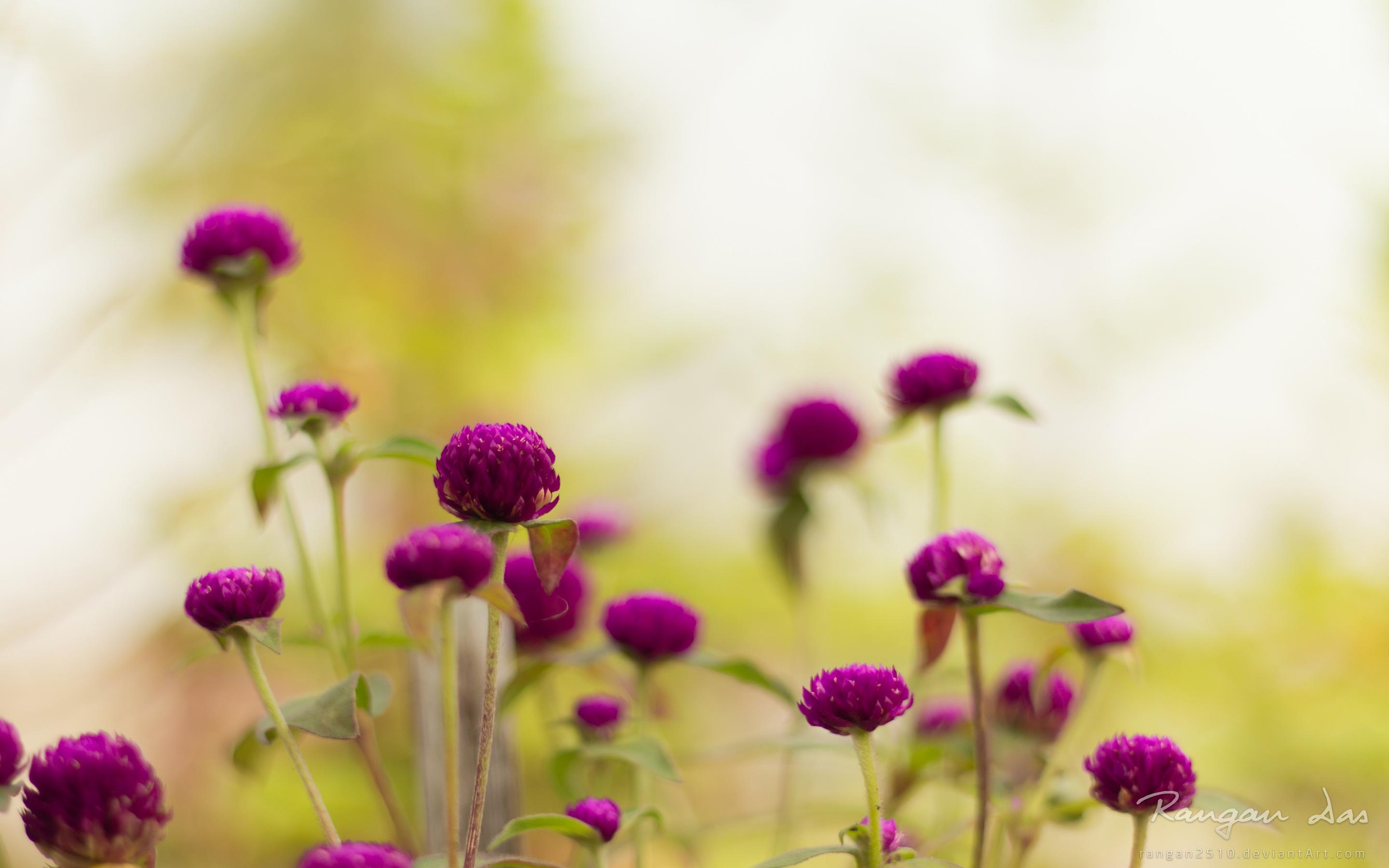 2880x1800 Purple Garden Flowers HD wallpaper