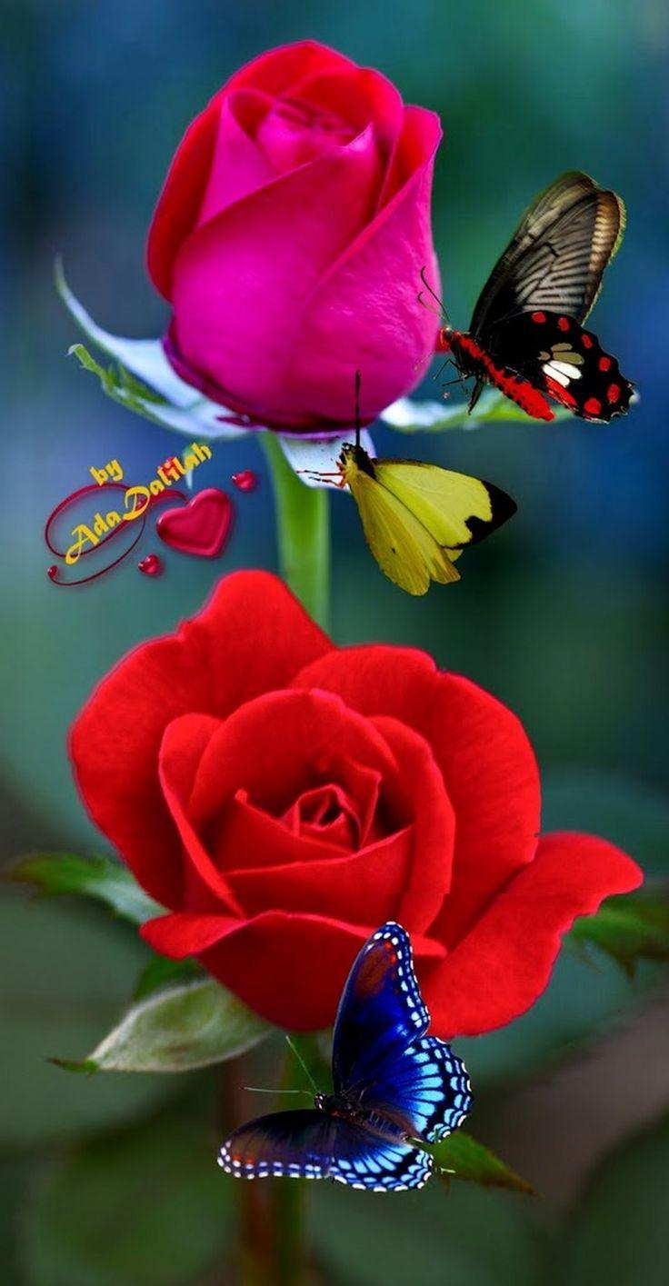 736x1415 Beautiful Rose Flowers. Beautiful flowers picture, Flower picture, Beautiful rose flowers