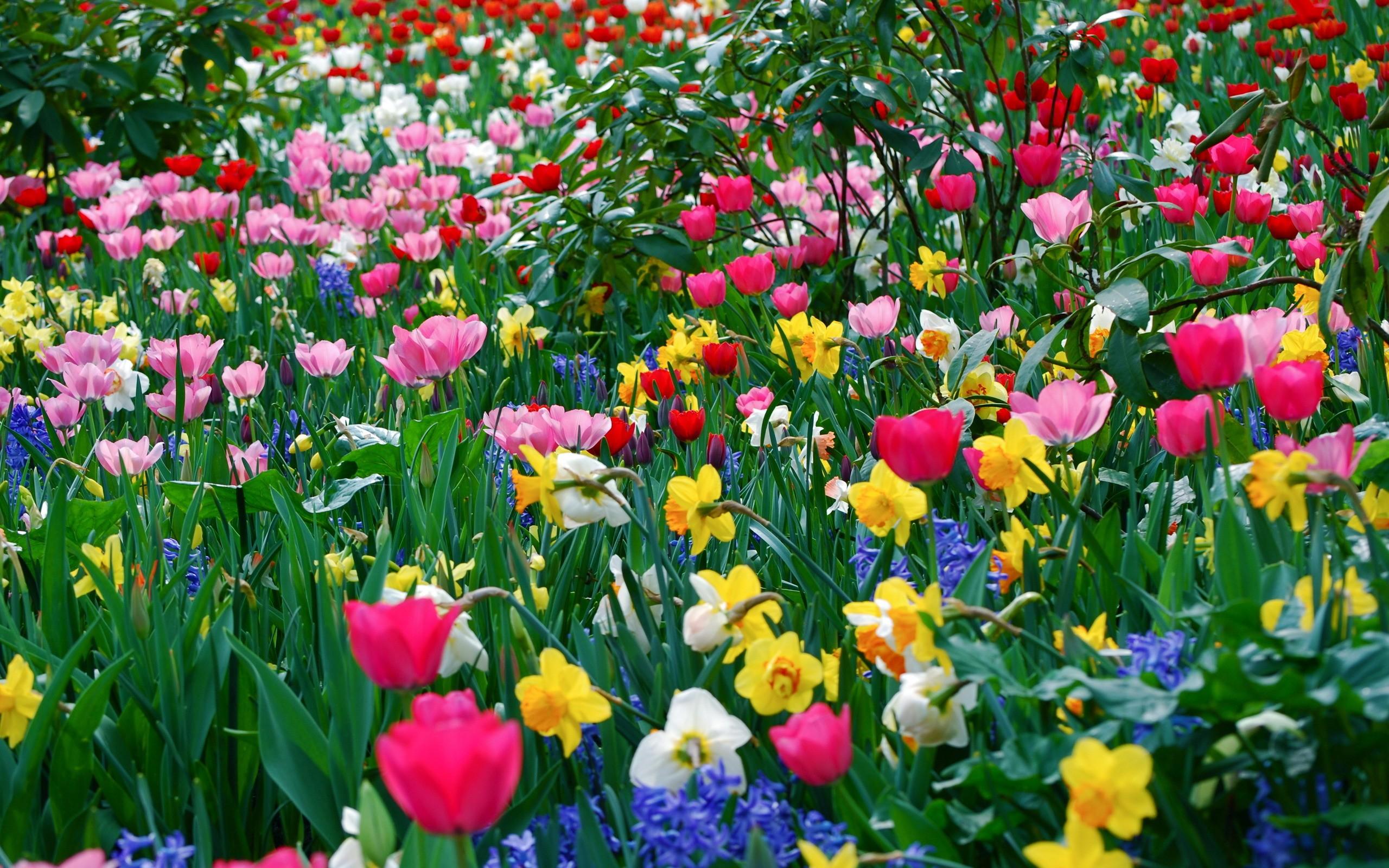 2560x1600 Flower Photo HD Free Download Wallpaper Background
