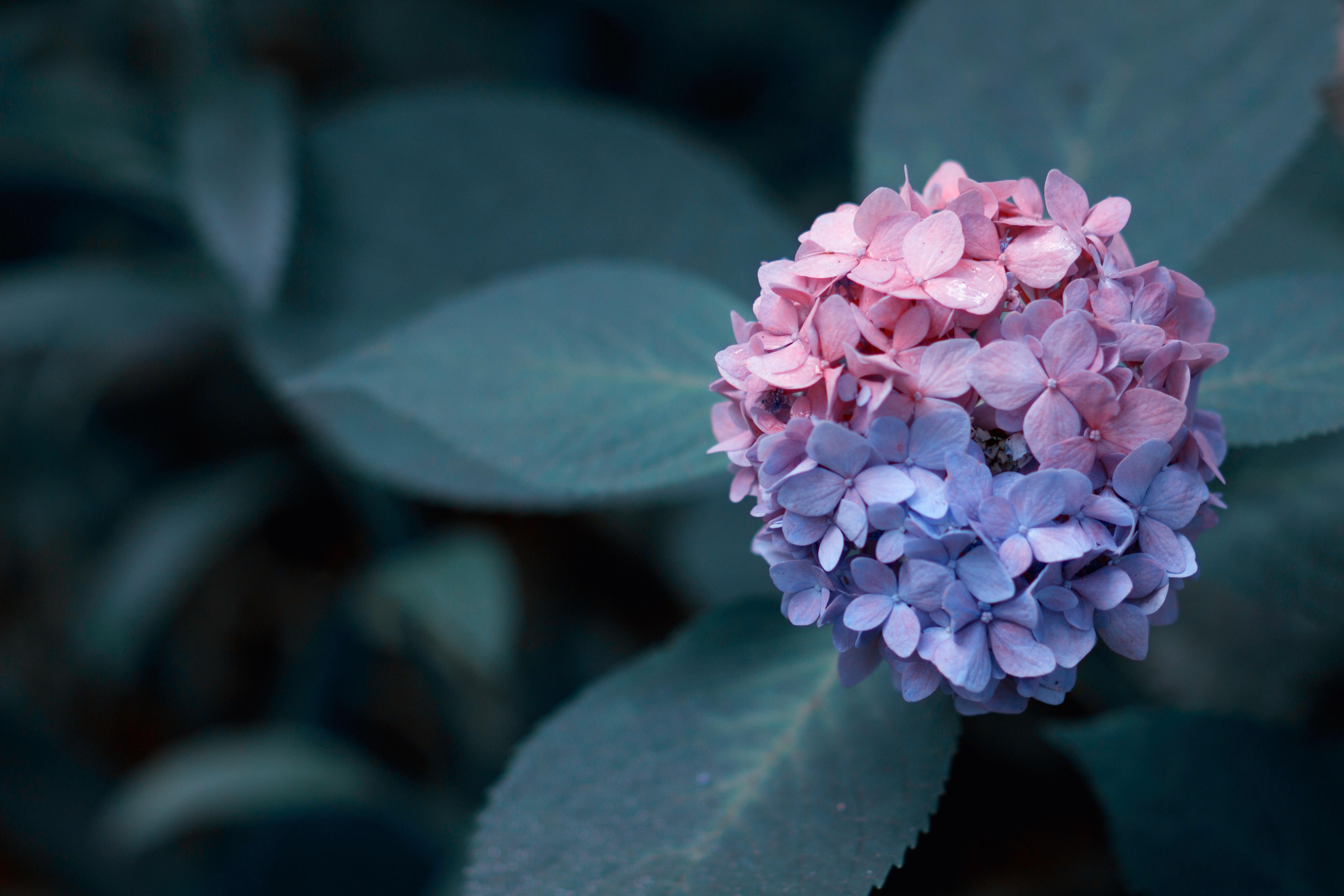 5184x3456 5184x3456 flower, garden, flowering shrub, water, flower wallpaper, flower background, flora, colorful, plant, nature, color, wallpaper, mixed, pink and purple hydrangea, natural, rain, blossom, floral background, hydrangea, Public do