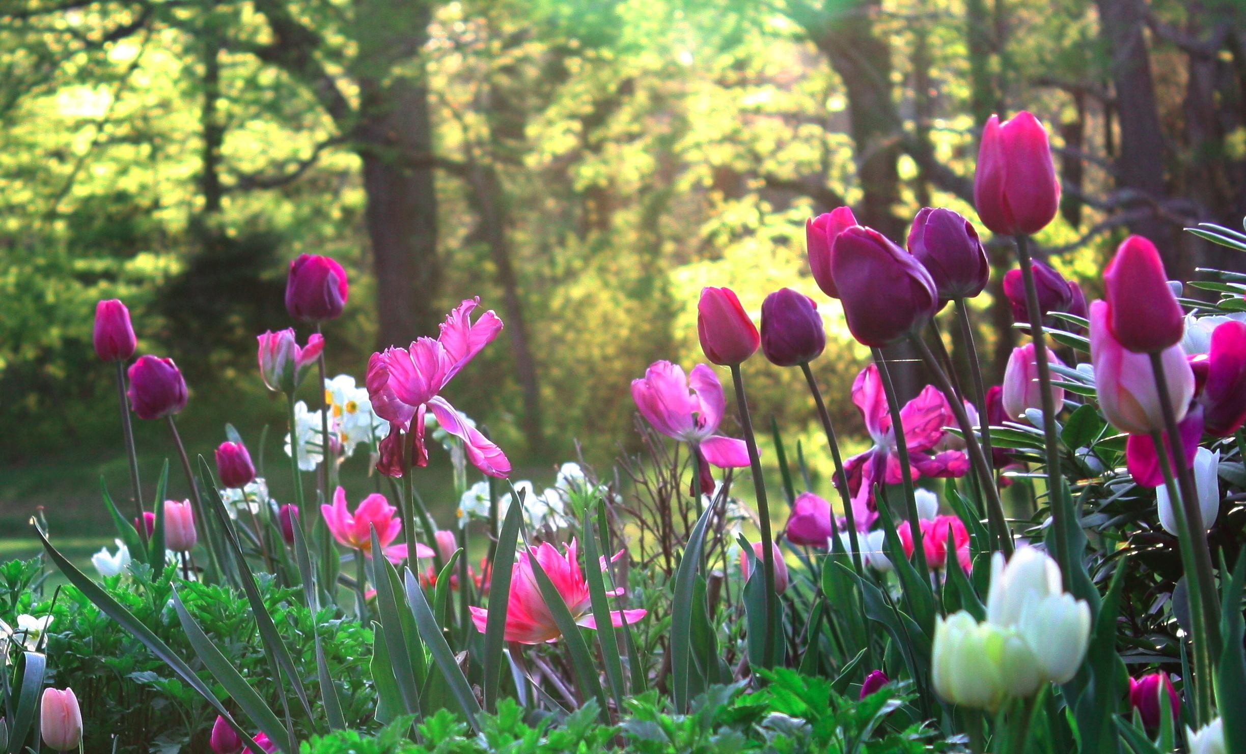 2447x1482 Meadow garden flowers nature wallpaperx1482