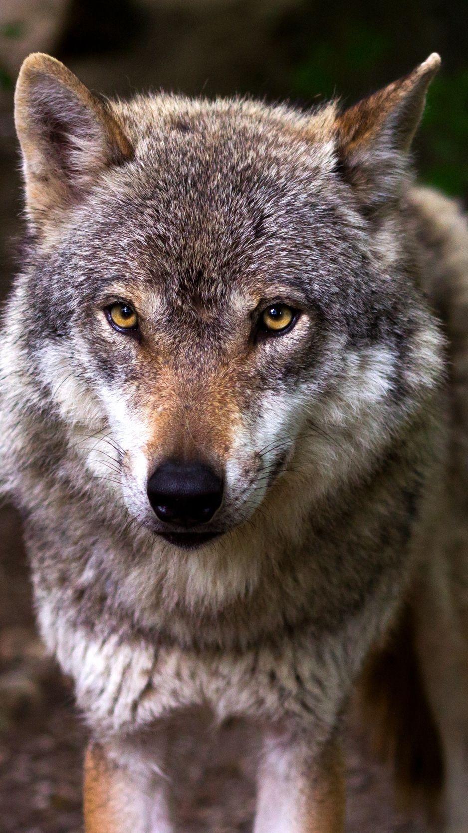 938x1668 Download wallpaper 938x1668 wolf, predator, muzzle, glance, dog