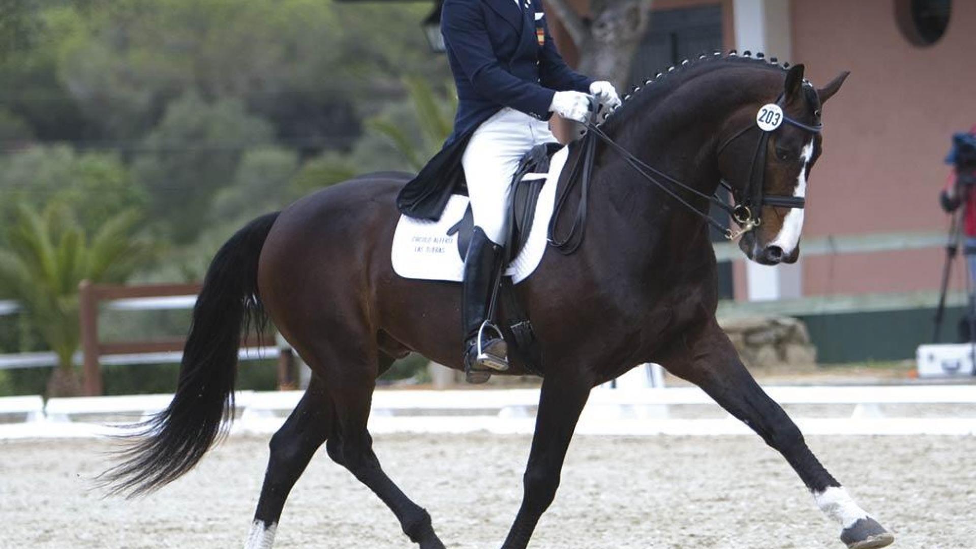 1920x1080 Free download dressage wallpaper 35245 HQ Desktop Wallpaper [hqWalls4unet [1920x1080] for your Desktop, Mobile & Tablet. Explore Dressage Wallpaper