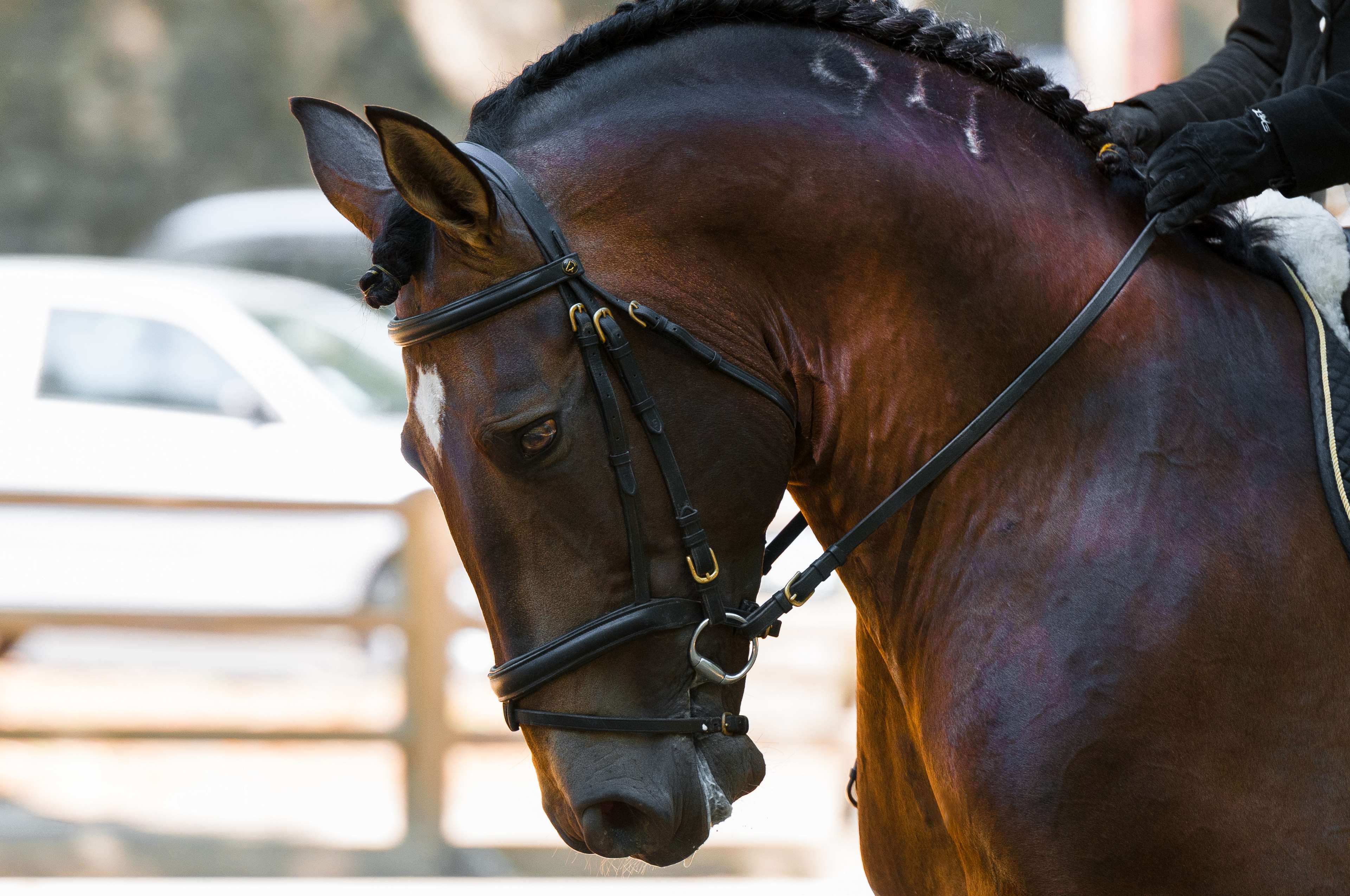 3840x2550 Full HD dressage wallpaper