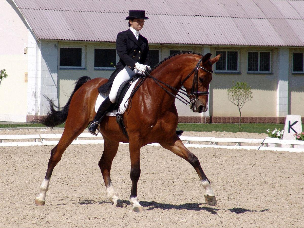 1200x900 Dressage Wallpaper