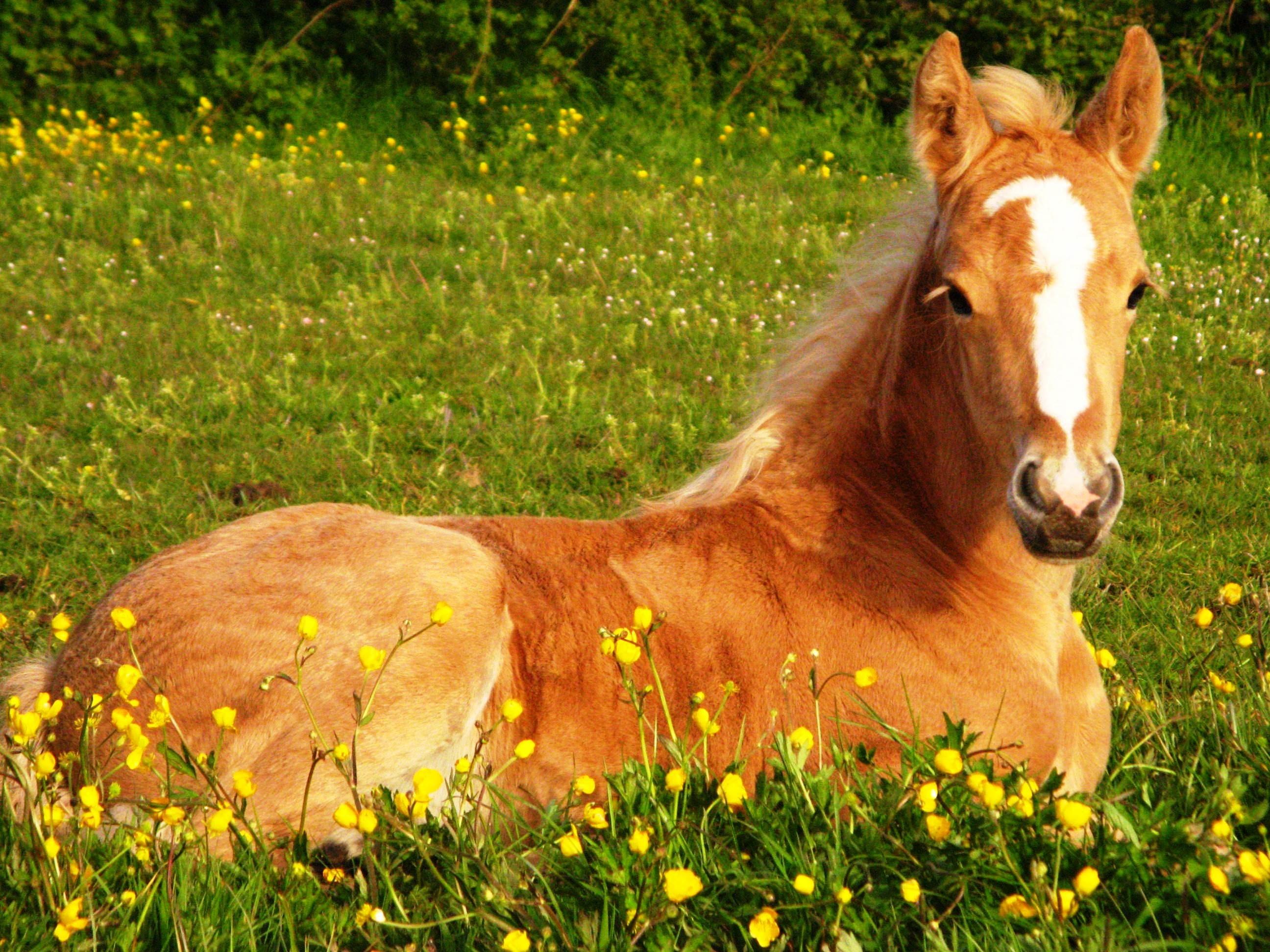 2592x1944 Cute Horse Wallpaper