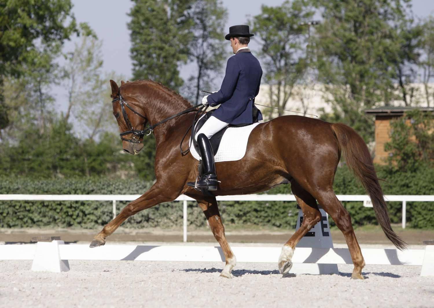 1500x1066 Download Male Equestrian Chestnut Dressage Horse Extended Trot Wallpaper