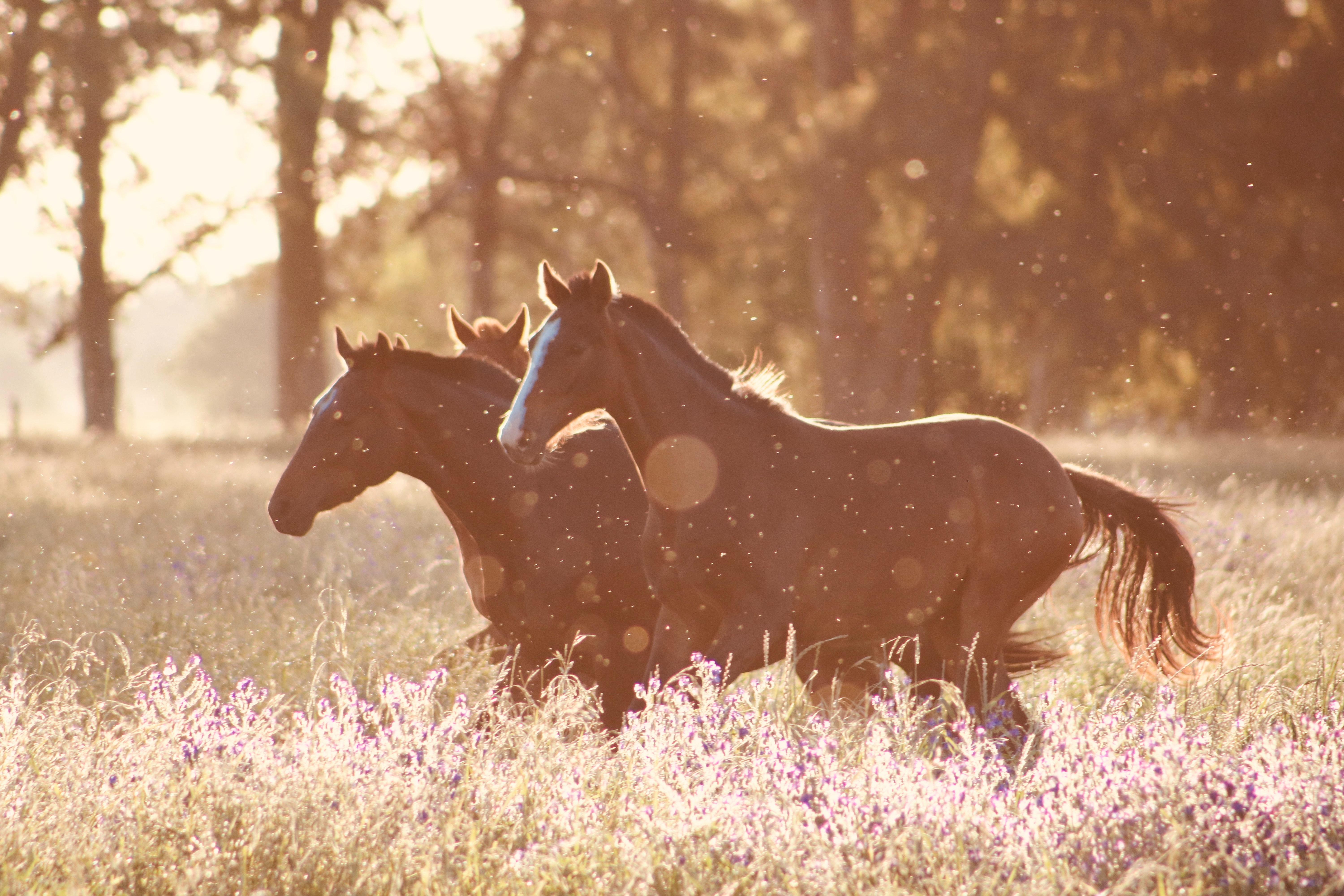 6000x4000 Horses Photo, Download The BEST Free Horses & HD Image