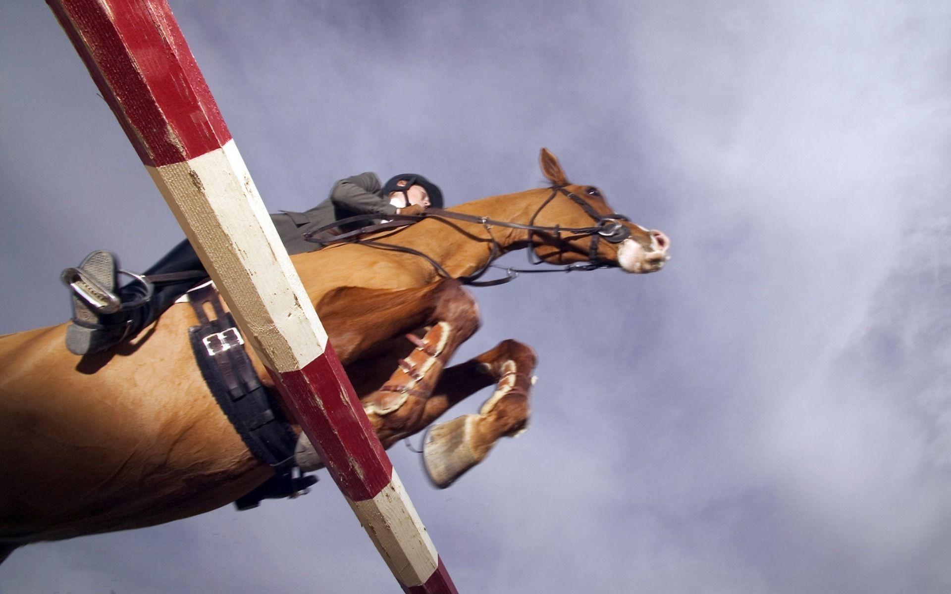 1920x1200 Show Jumping Wallpaper