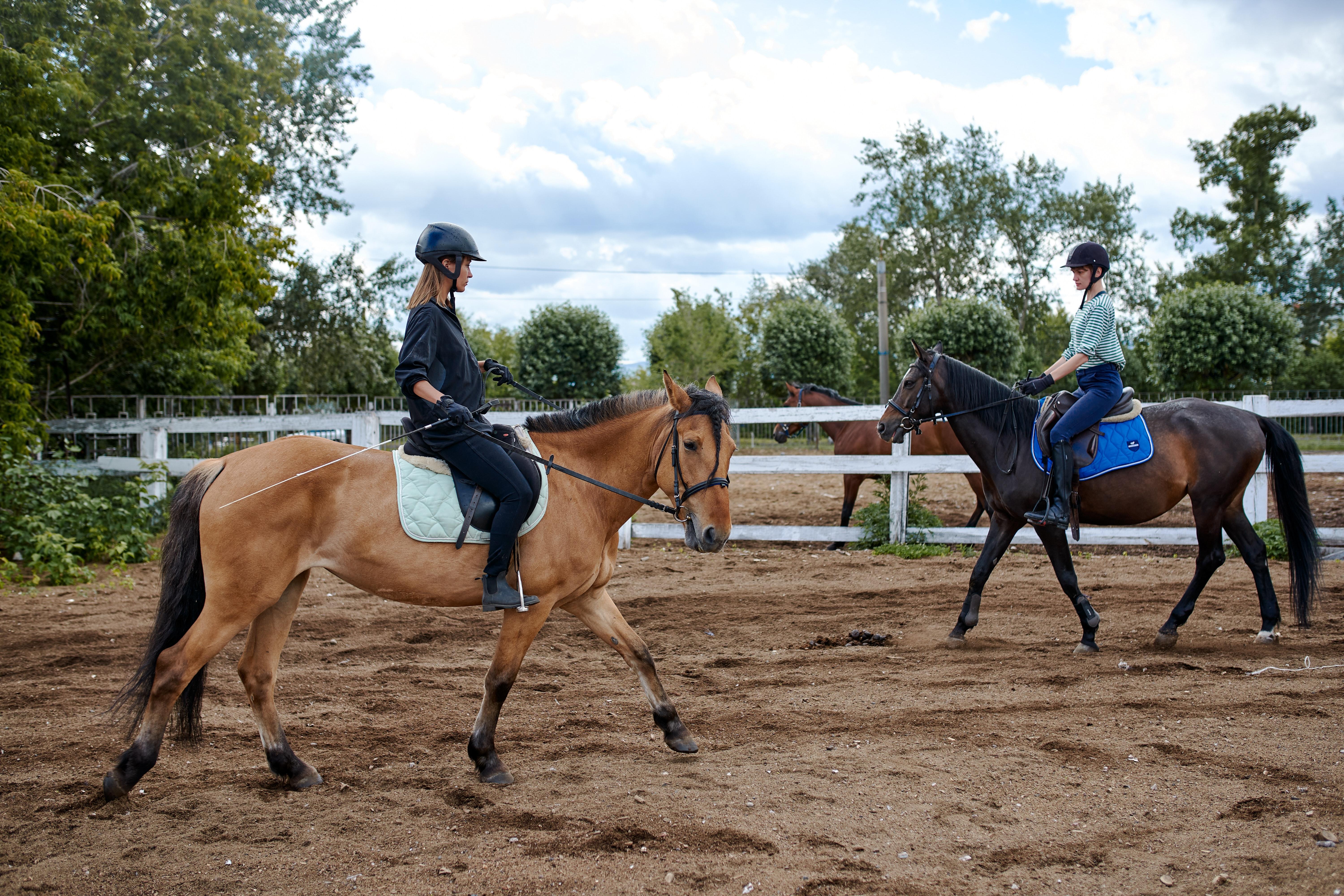 6000x4000 Dressage Photo, Download Free Dressage & HD Image