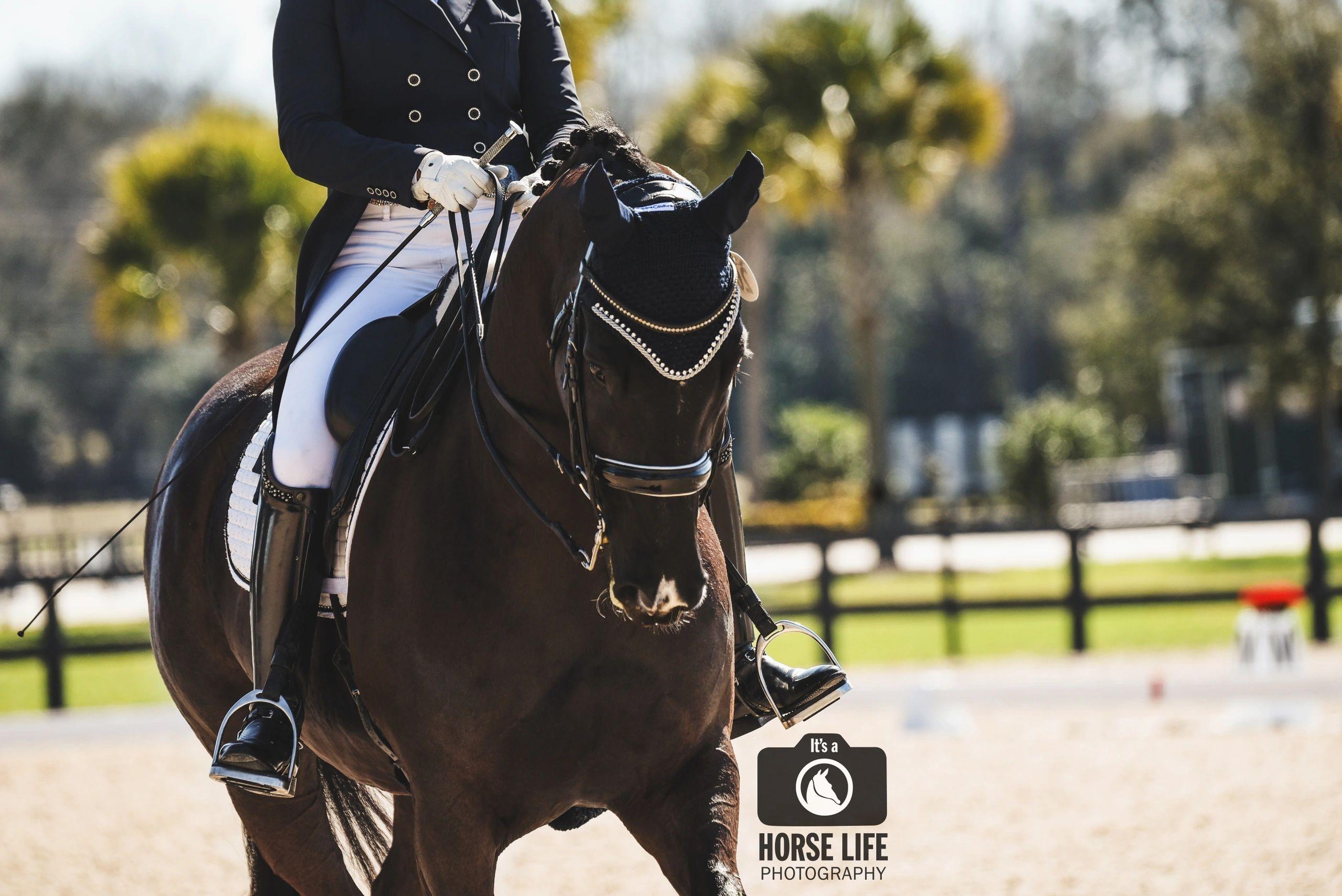2560x1709 Dressage