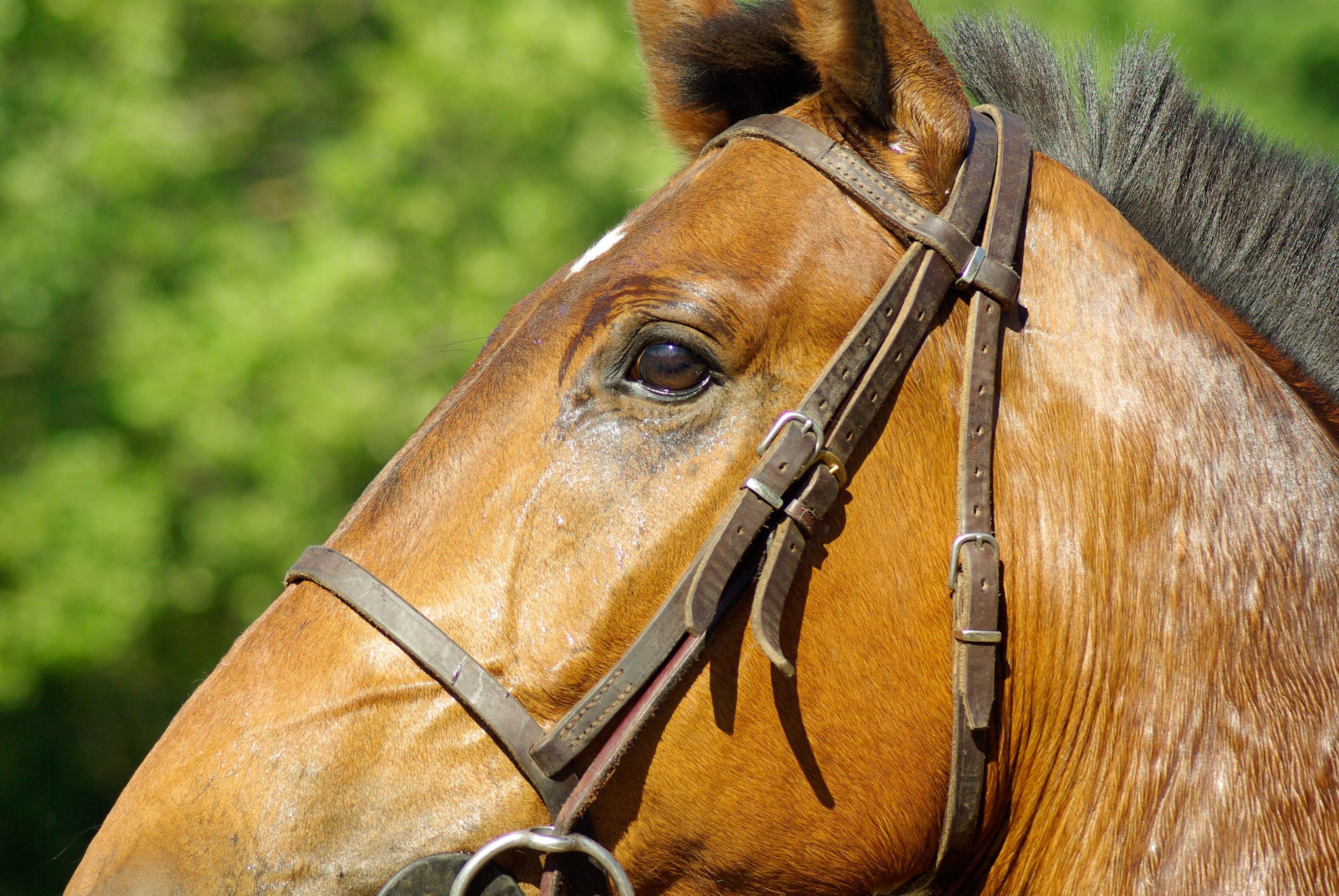 3840x2571 Wallpaper / horse flange horseback riding dressage 4k wallpaper free download
