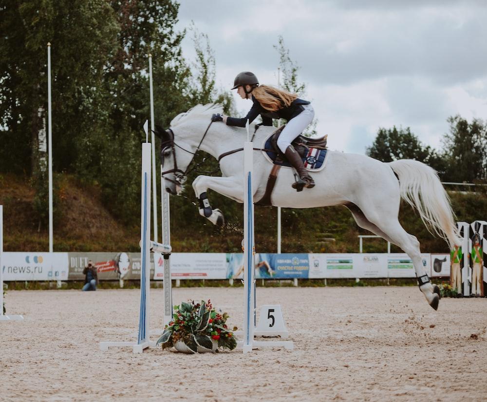 1000x825 Dressage Horse Picture. Download Free Image
