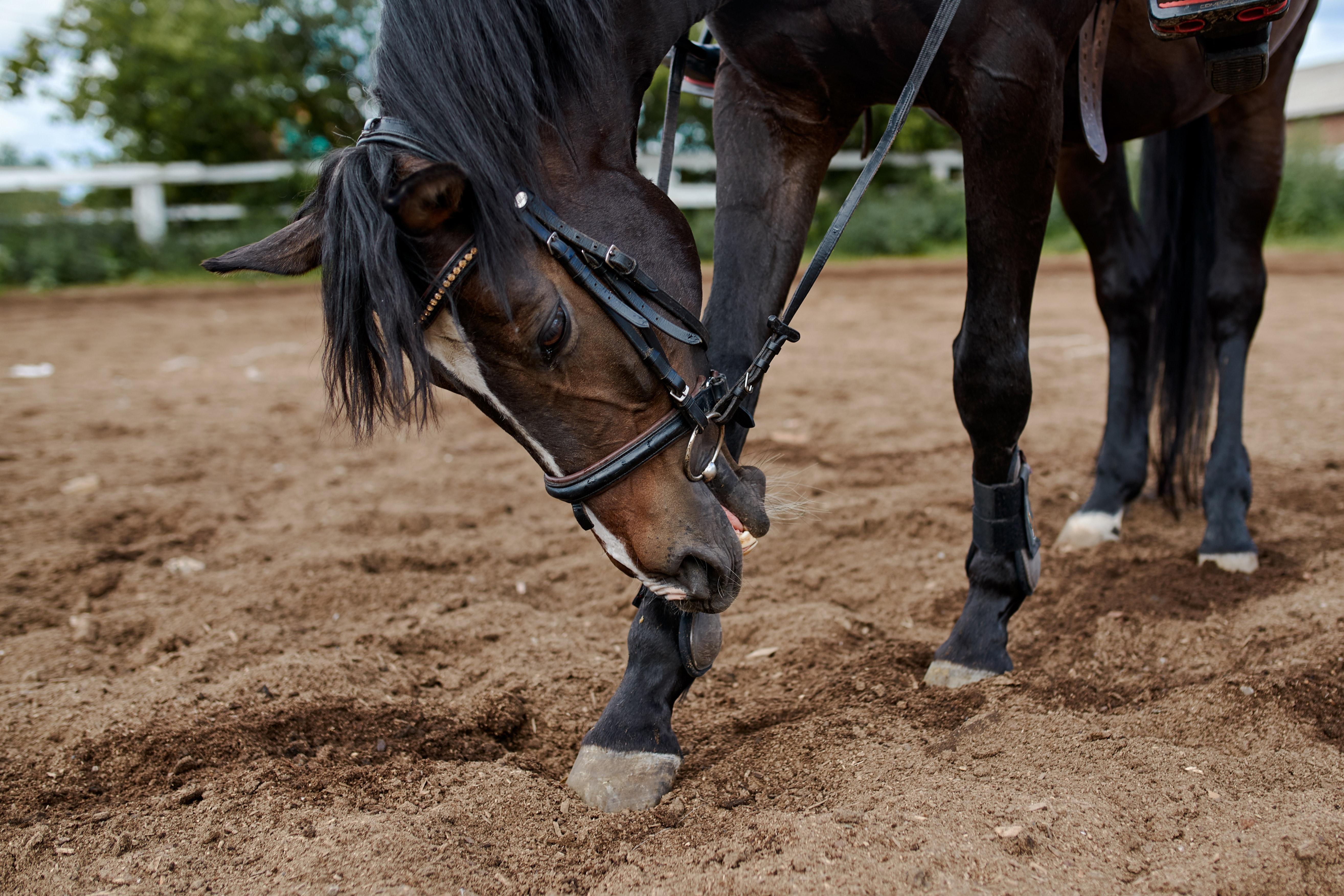 5257x3505 Dressage Photo, Download Free Dressage & HD Image