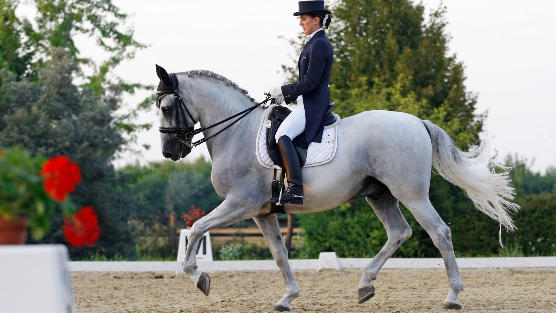 1920x1080 How Are Horses Trained For Dressage