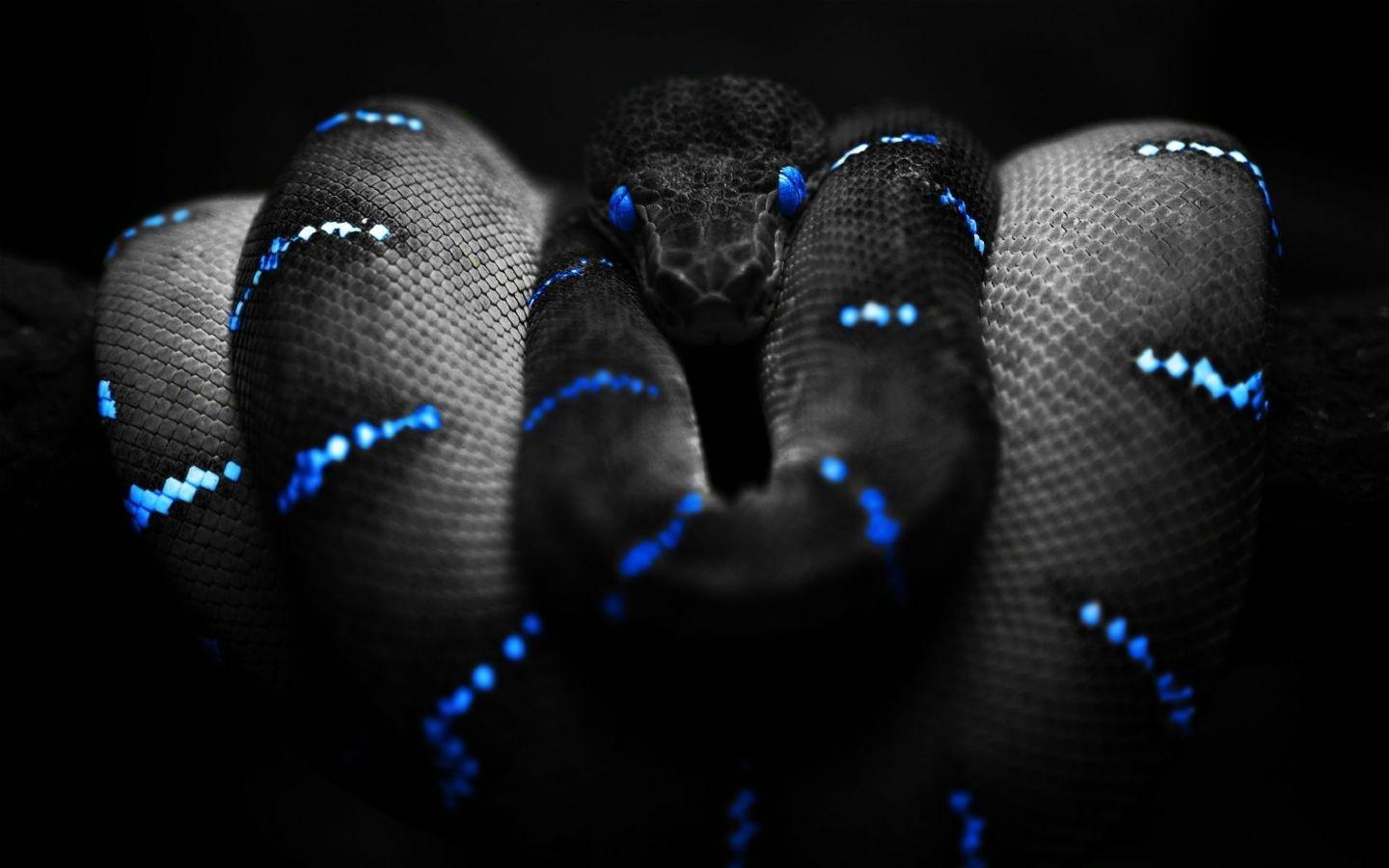 1440x900 HD Snake Wallpaper