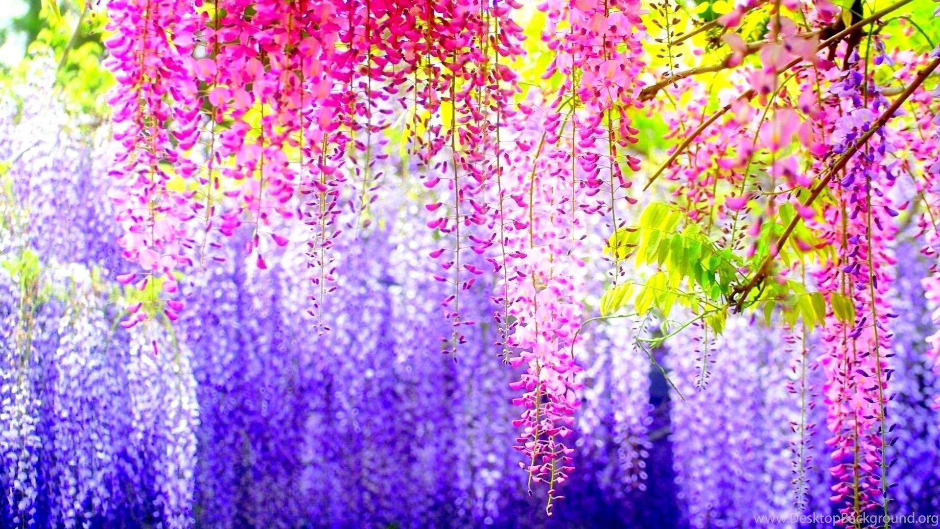 1920x1080 Pretty Flower Background HD Wallpaper Desktop Wallpaper