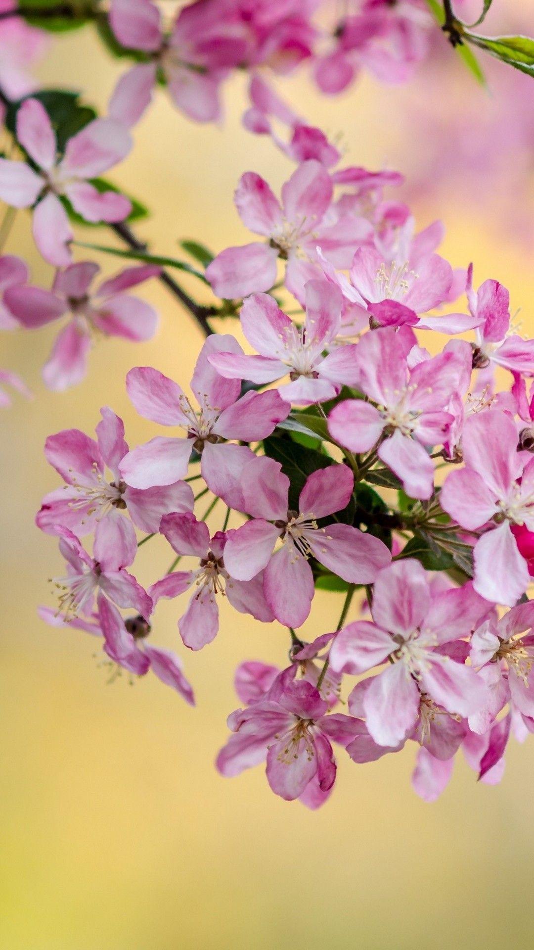1080x1920 Wallpaper Spring Season Mobile. Best HD Wallpaper. Wallpapercute