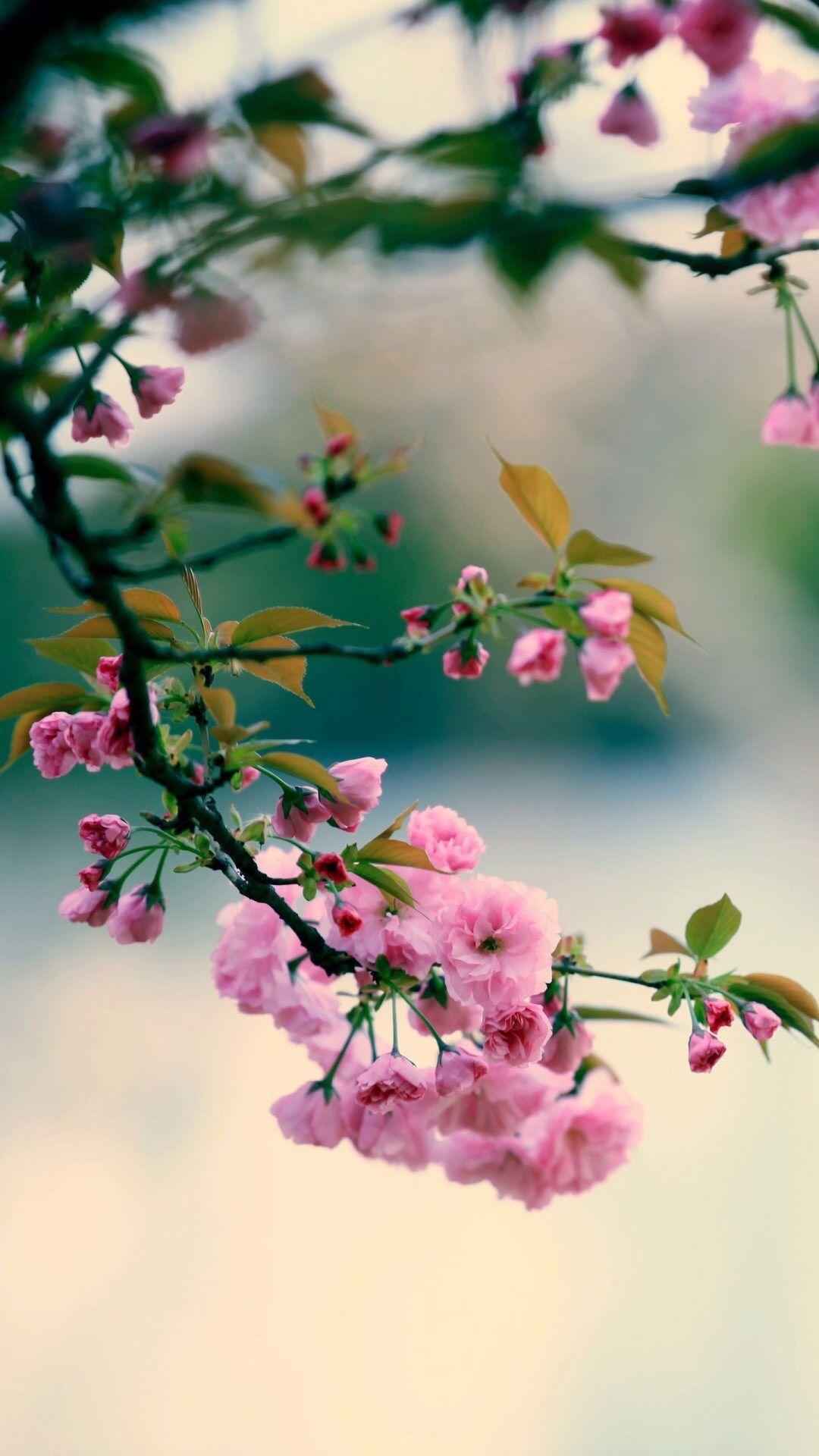 1080x1920 Nature Spring Plum Branch Bokeh Blur #iPhone #wallpaper. iPhone