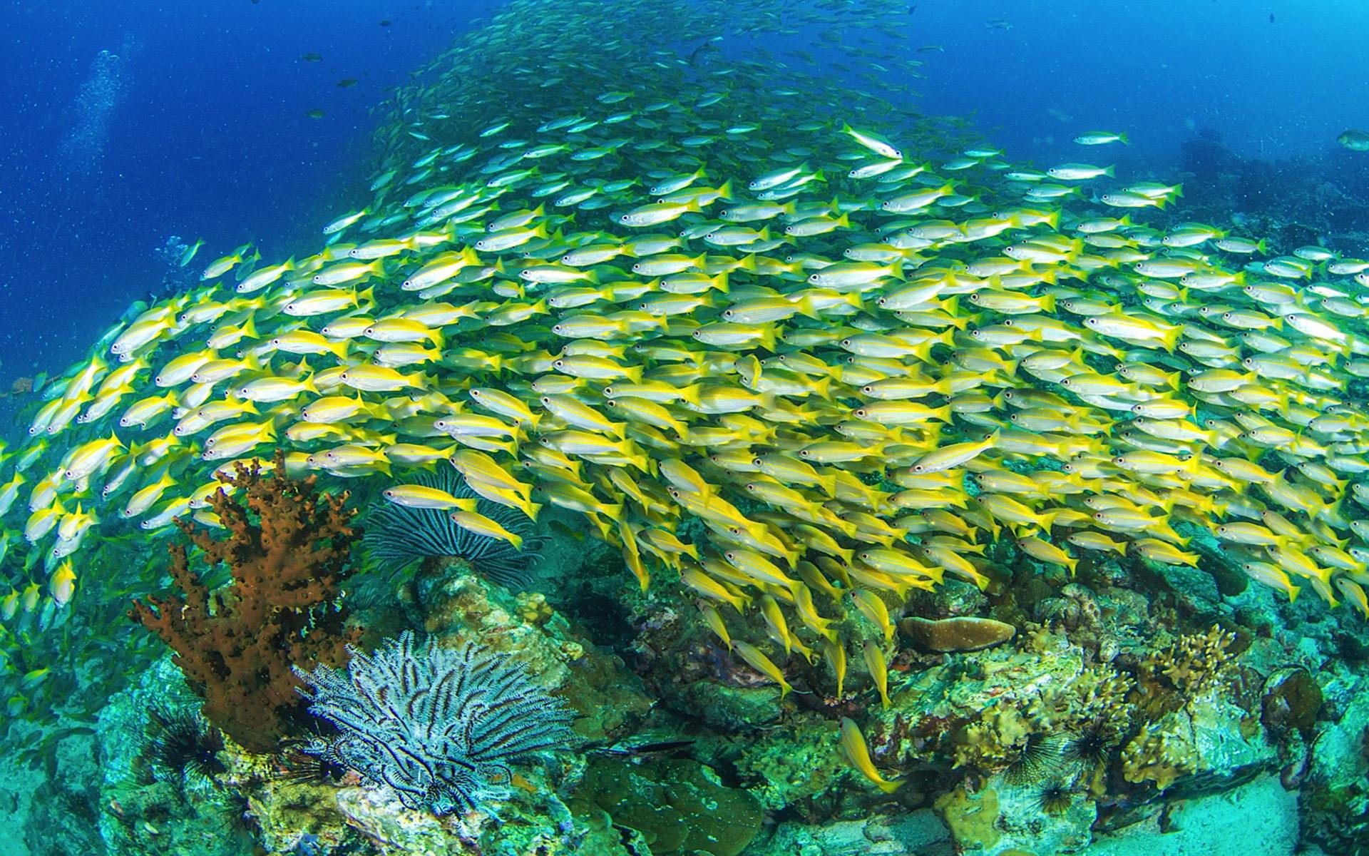 1920x1200 Wallpaper HD Yellowtail Snapper, Ocyurus Chrysurus, Is An Abundant Species Of Snapper Native To The Western Atlantic Ocean Including The Gulf Of Mexico And The Caribbean Sea :