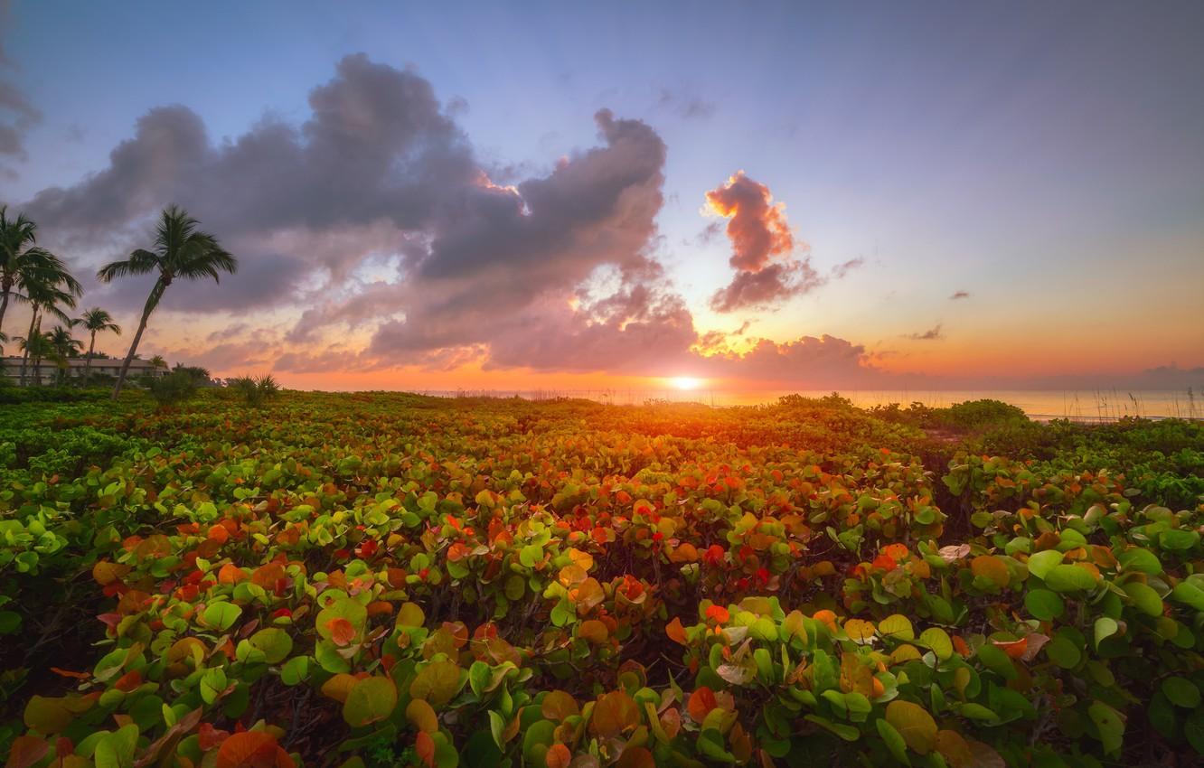 1332x850 Wallpaper sea, the sky, sunrise, palm trees, dawn, coast, morning, FL, Florida, Gulf of Mexico, Gulf of Mexico, Sanibel Island, Sanibel Island, Middle Gulf Drive image for desktop, section пейзажи