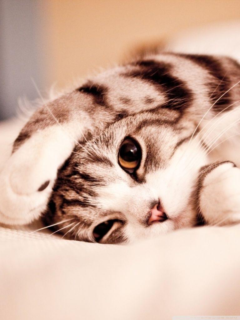 768x1024 Funny Lazy Cat ❤ 4K HD Desktop Wallpaper for 4K Ultra HD TV • Wide