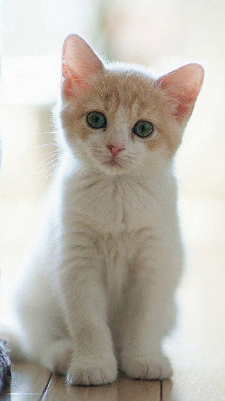 720x1280 Galaxy Cat Wallpaper Group , HD Wallpaper