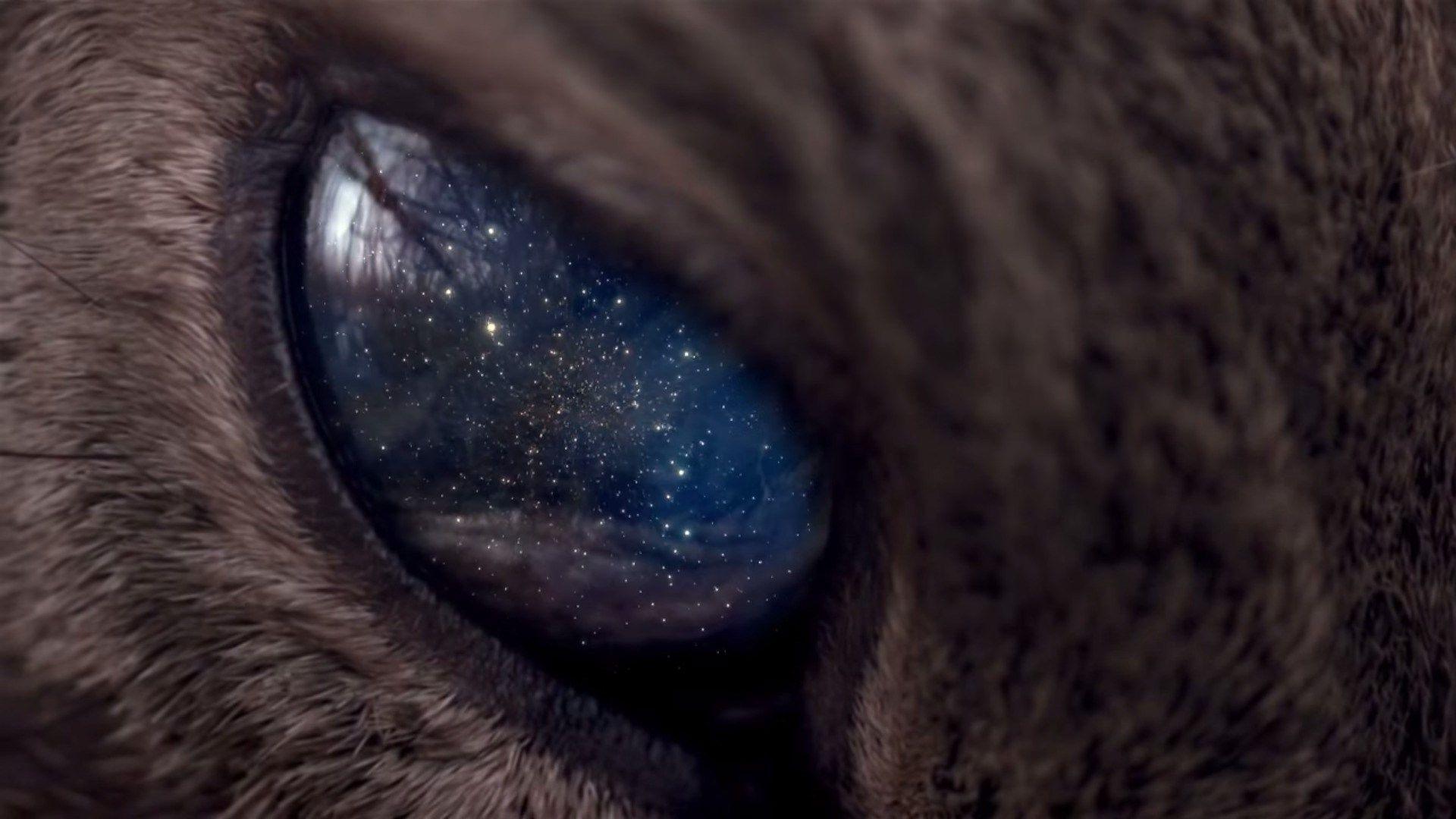 1920x1080 Galaxy Cat Desktop Background