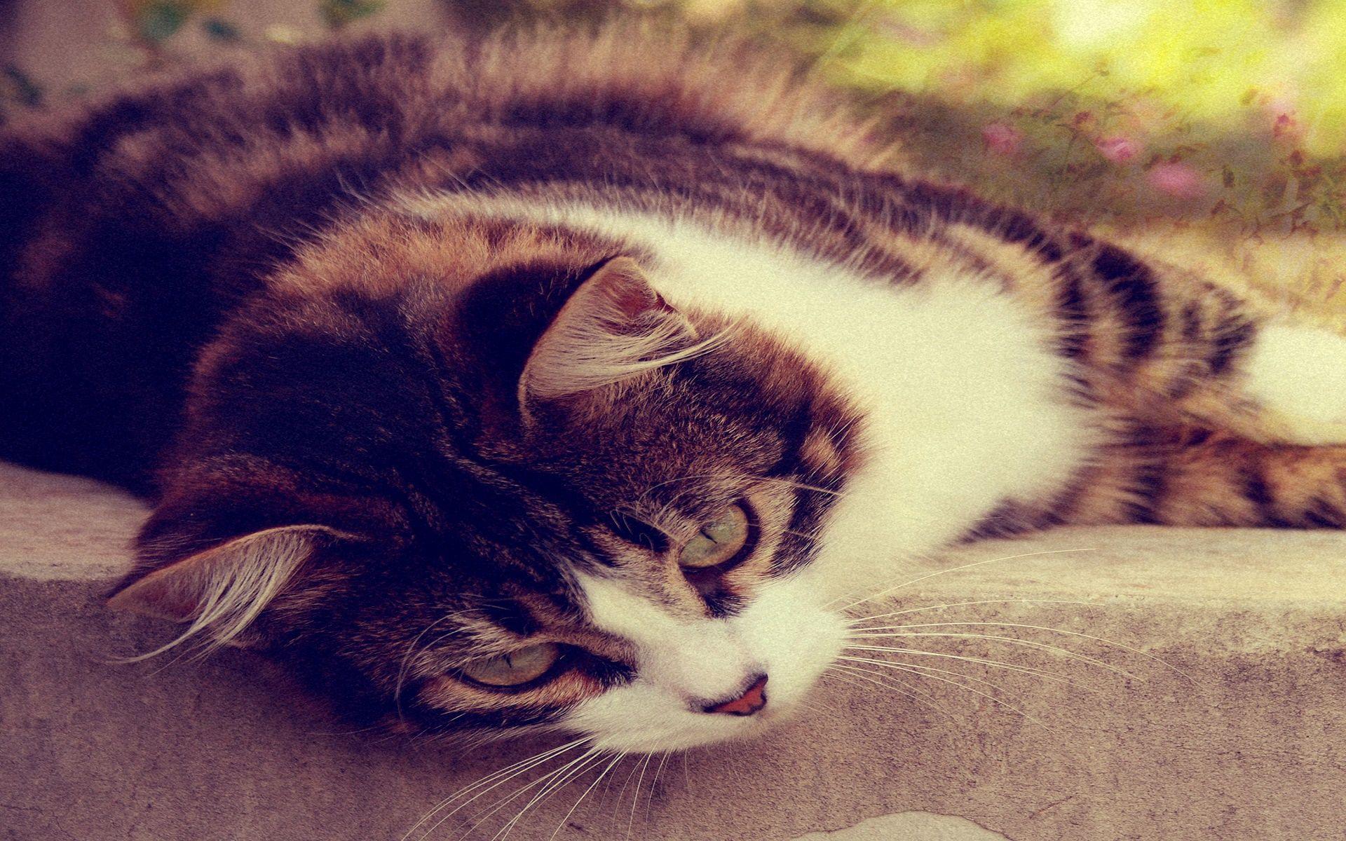 1920x1200 Alone cat galaxy s3 wallpaper wallpaper desktop image background