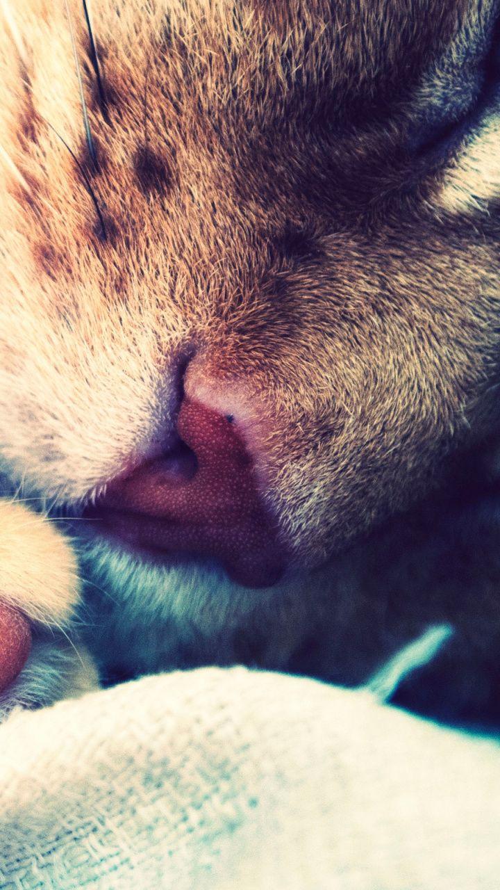 720x1280 Download 720x1280 Wallpaper Felidae, Nose, Cat Tree, Vertebrate