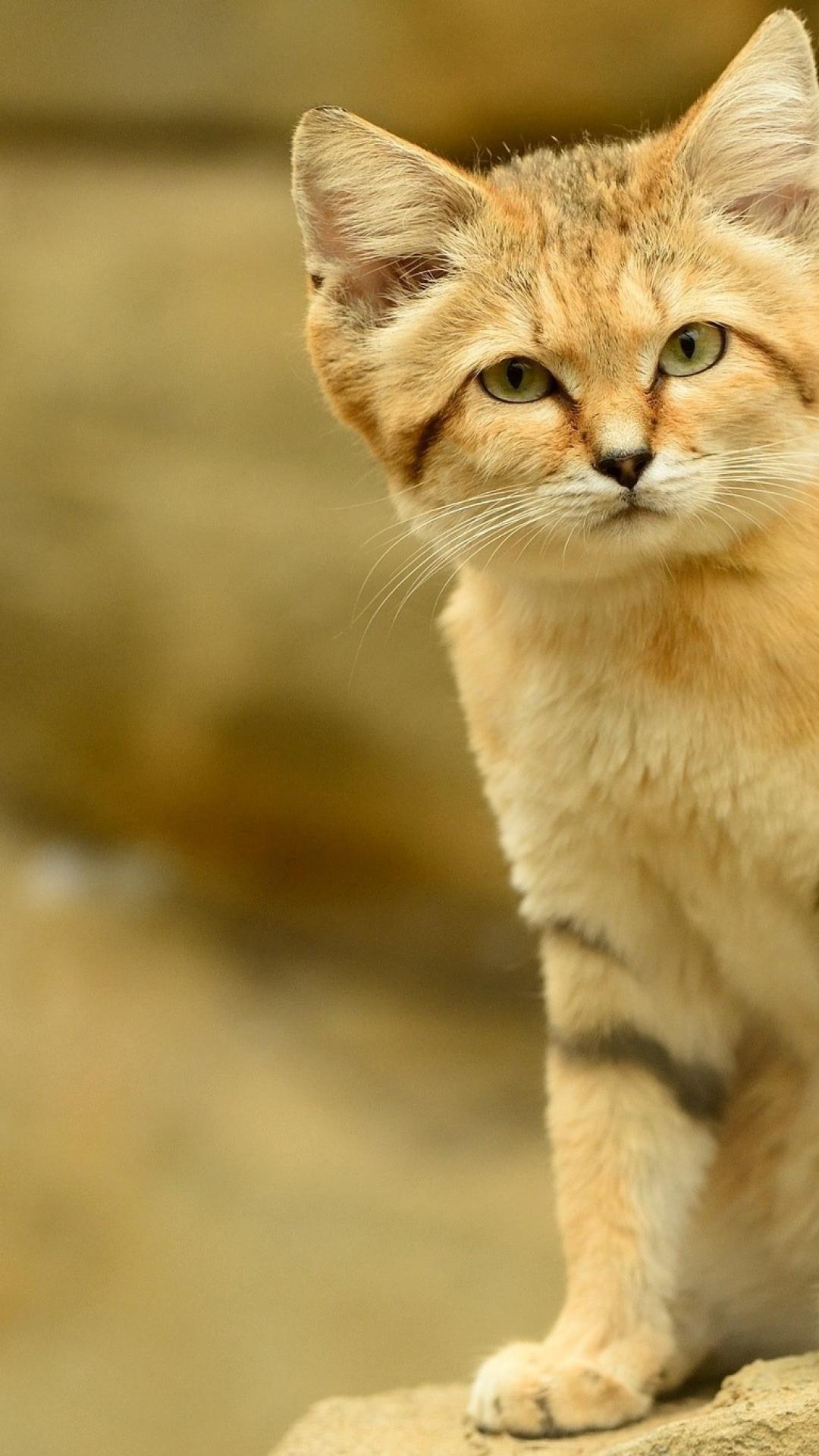 1080x1920 Animals HD Wallpaper For Mobile, Picture