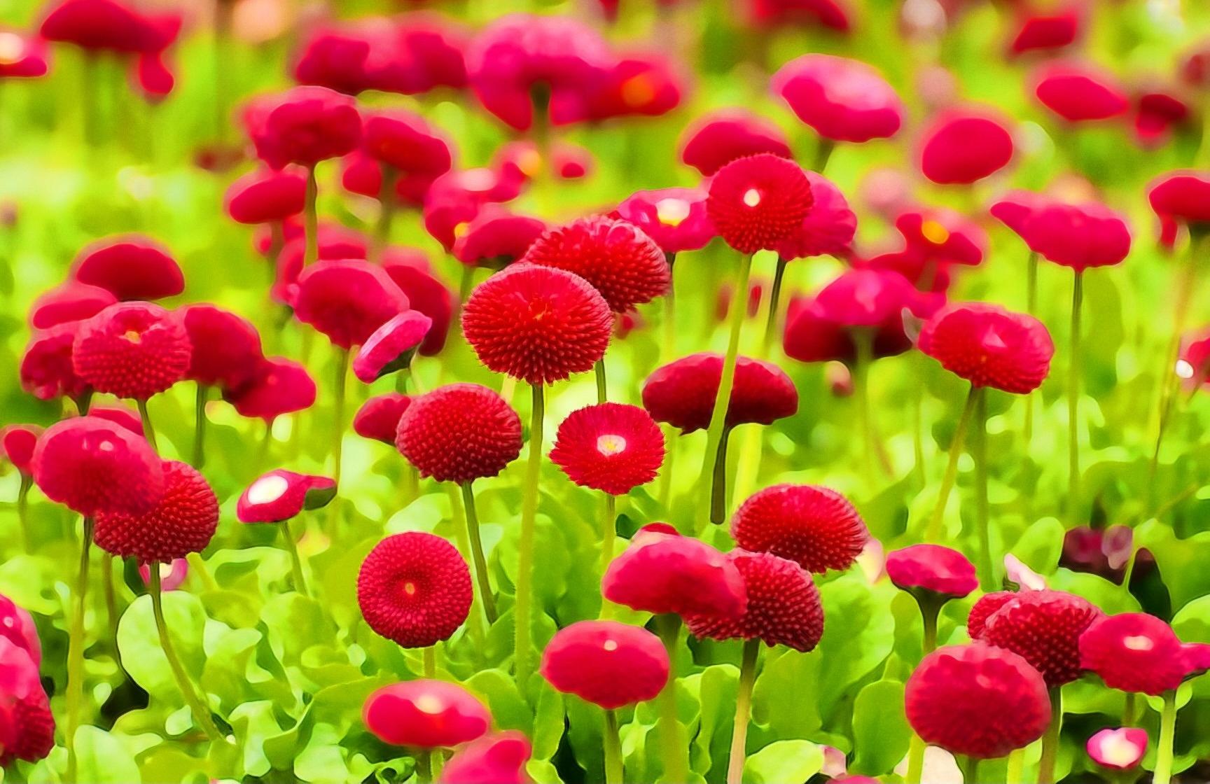 1728x1120 Beautiful Flowers By Creativity